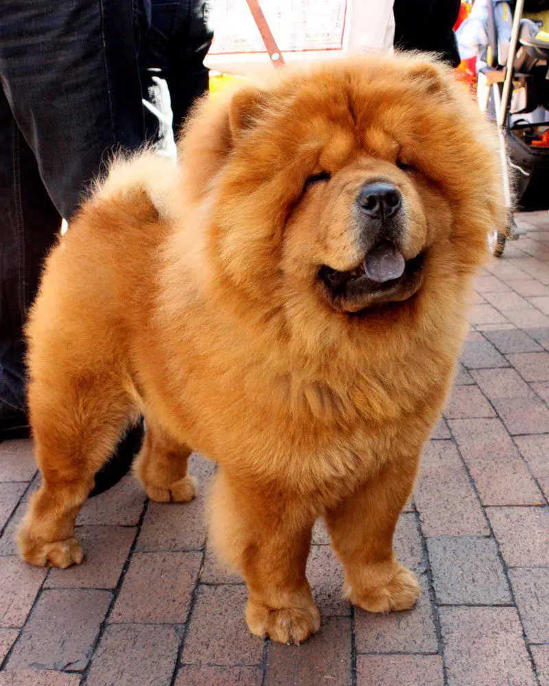 Rough coated Chow Chow showing thick lion-like mane