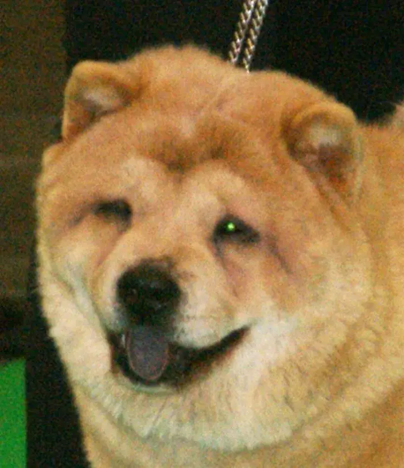 Smooth coated Chow Chow showing short dense coat