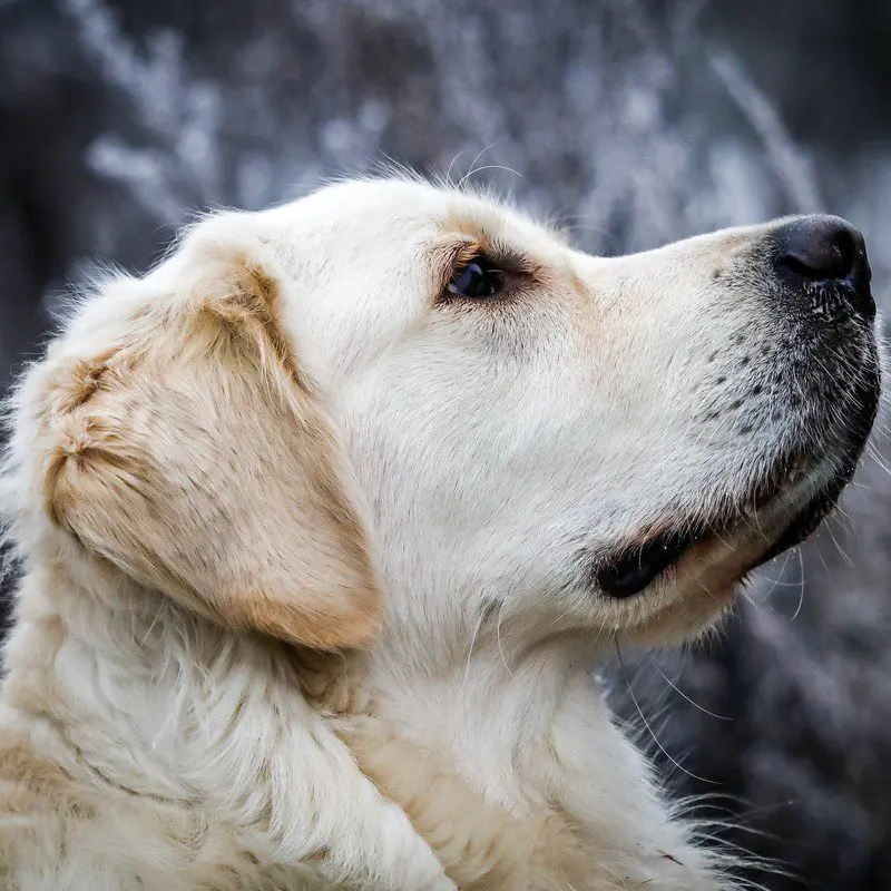 Golden Retriever showing full fluffy coat in autumn foliage