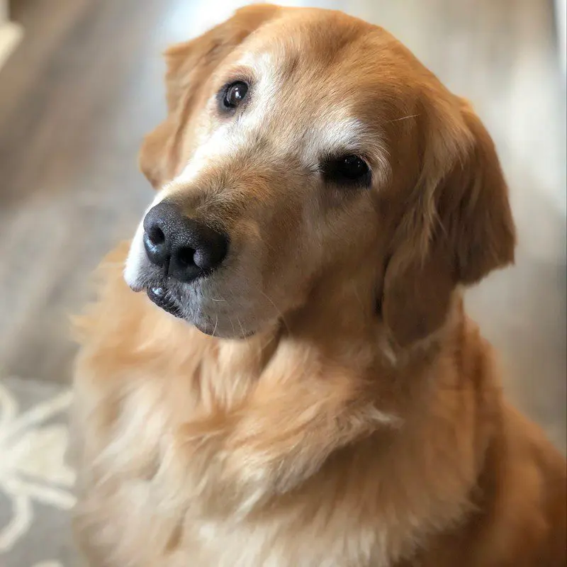 Golden Retriever portrait showing feathery ears and mane