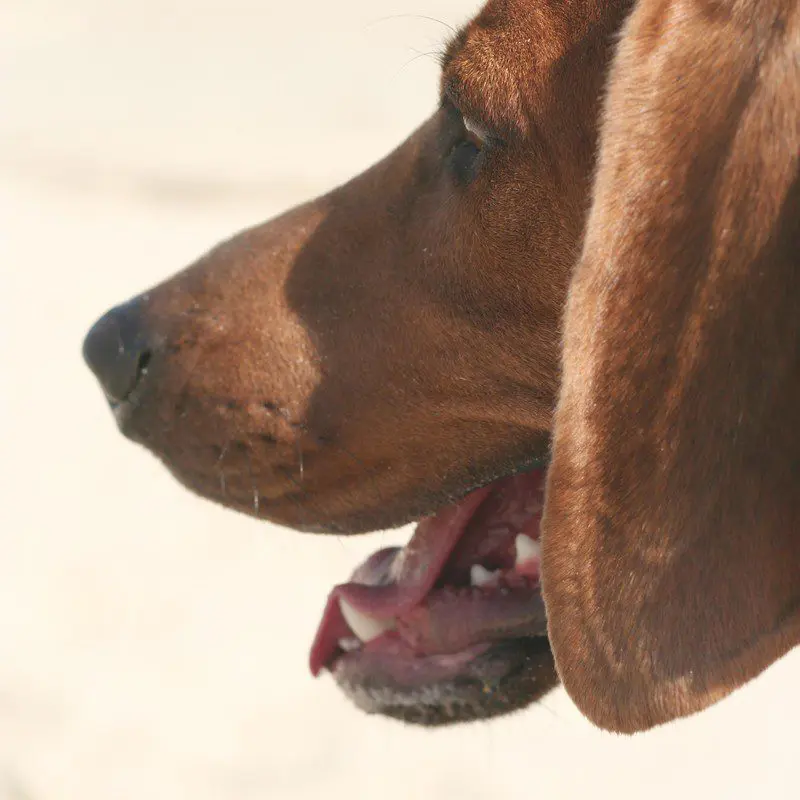 Redbone Coonhound portrait with mahogany coat and long ears