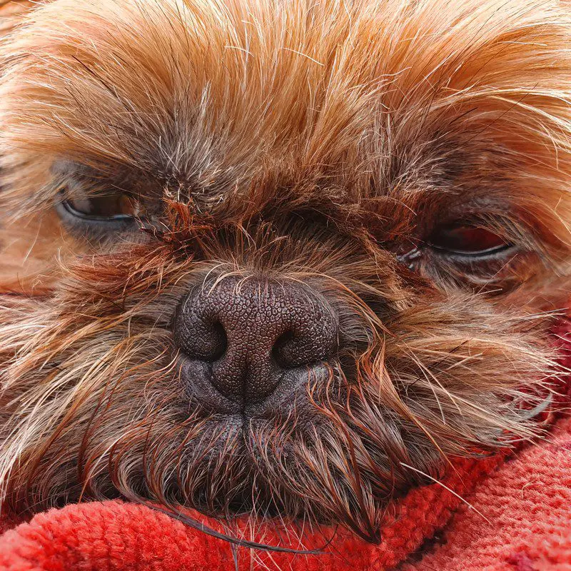 Adult Shih Tzu closeup showing facial features and coat texture
