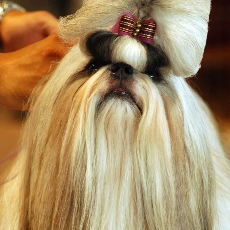 Shih Tzu with long flowing coat fully groomed for show