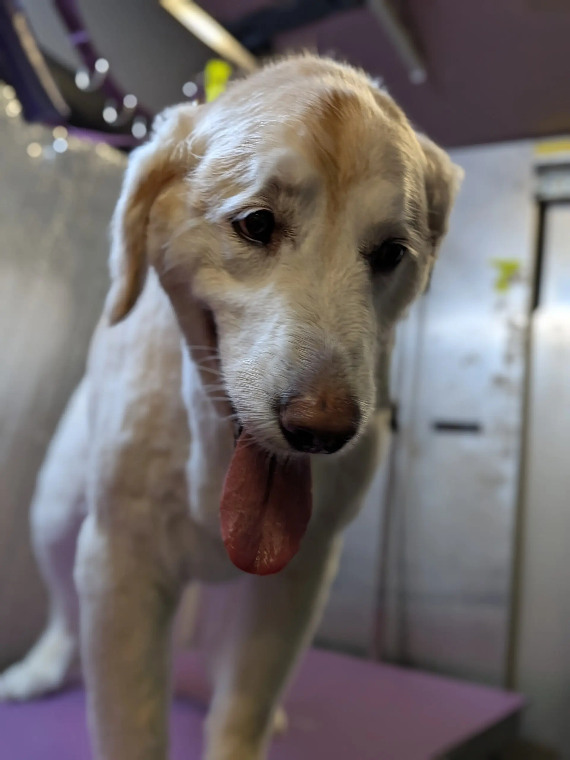 Chelsea the cream colored Golden Retriever standing on purple mat with tongue out looking at camera in the grooming van