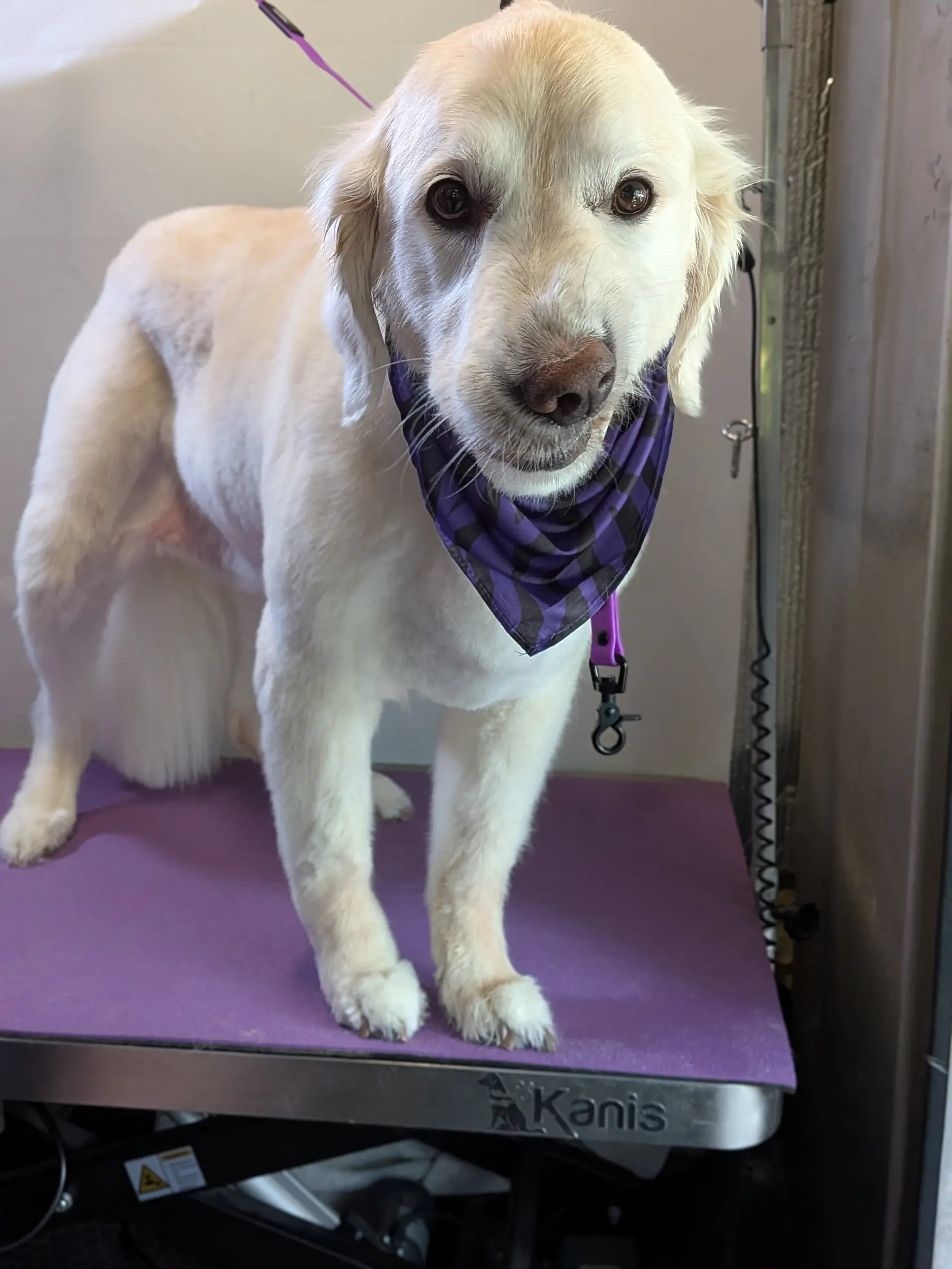 Chelsea the cream colored Golden Retriever standing on Kanis grooming table wearing a purple butterfly bandana with pink leash