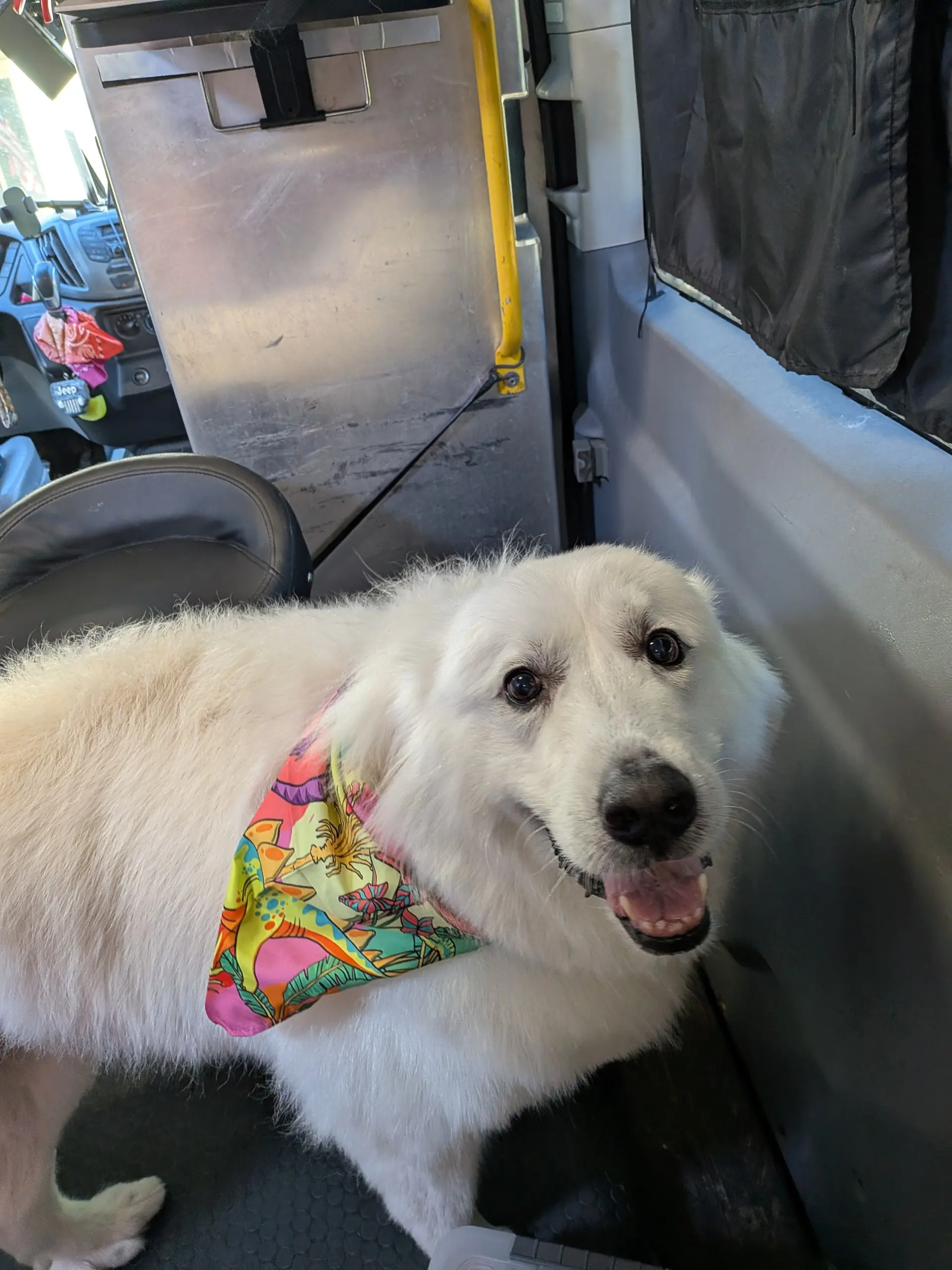 Lola the fluffy white Great Pyrenees mix tripod sitting in the driver seat of the grooming van wearing a tropical floral bandana