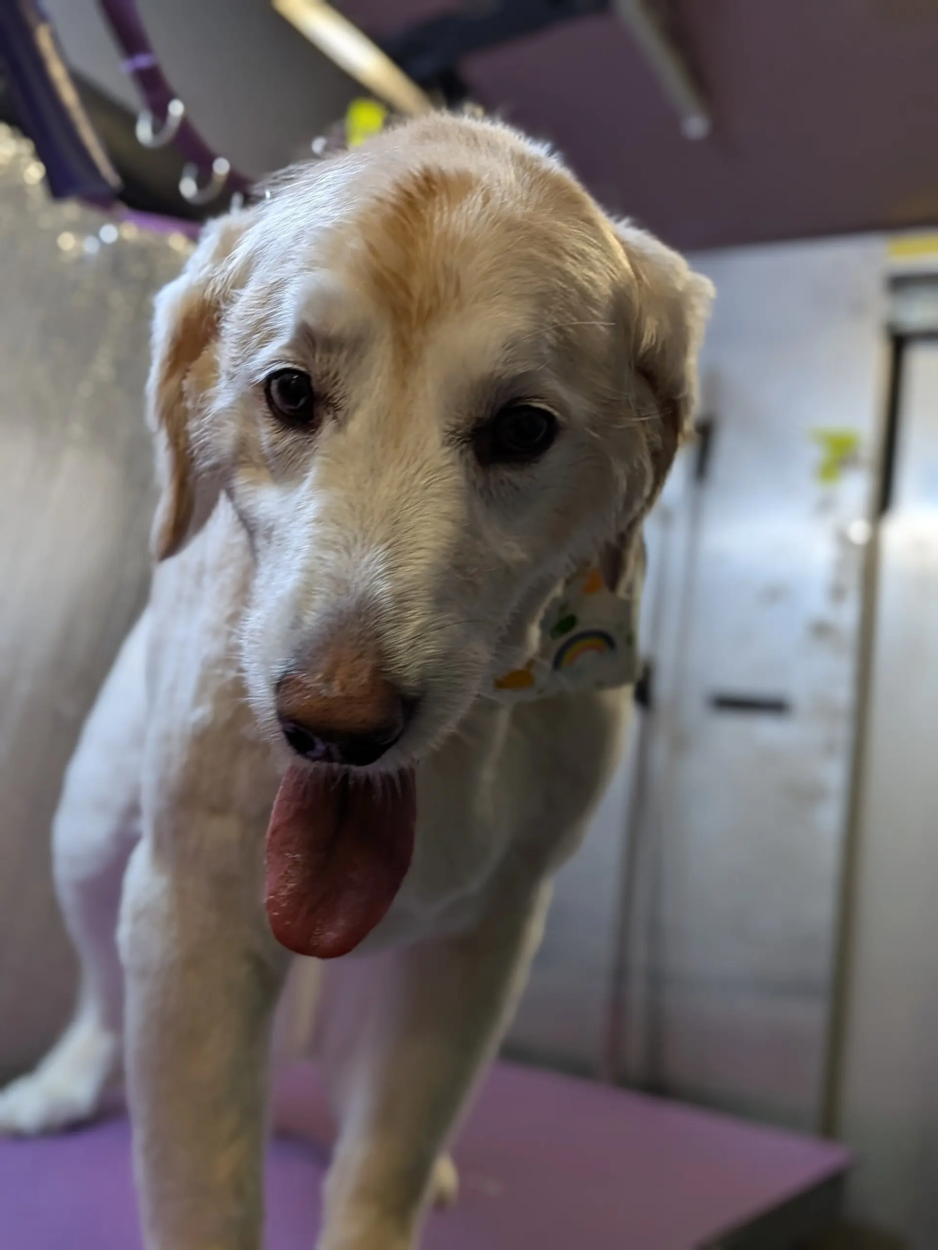 Chelsea the cream colored Golden Retriever face closeup with tongue out wearing a rainbow patterned bandana on purple mat