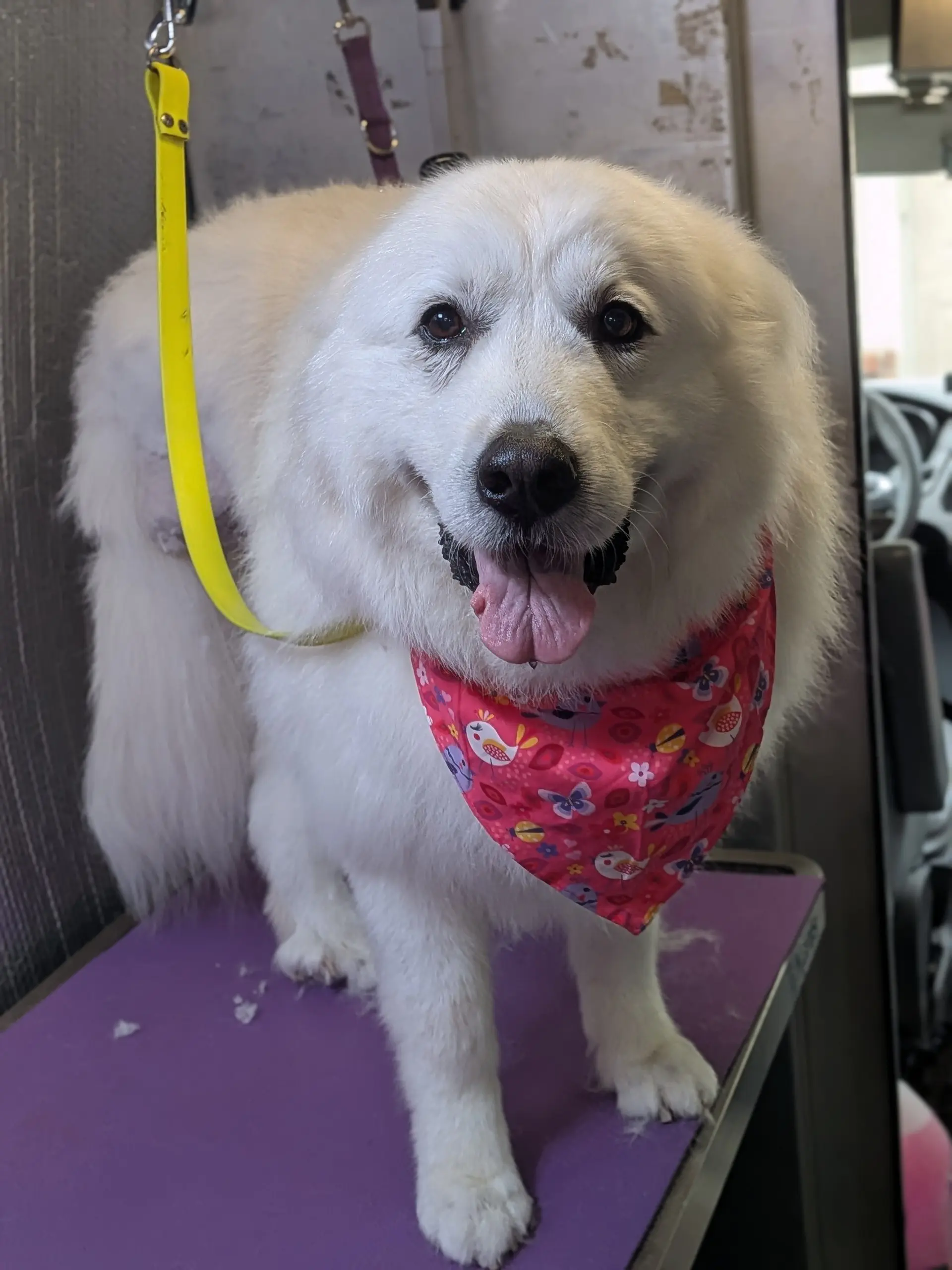 Lola the fluffy white Great Pyrenees mix tripod standing on the grooming table wearing a pink bandana with butterflies