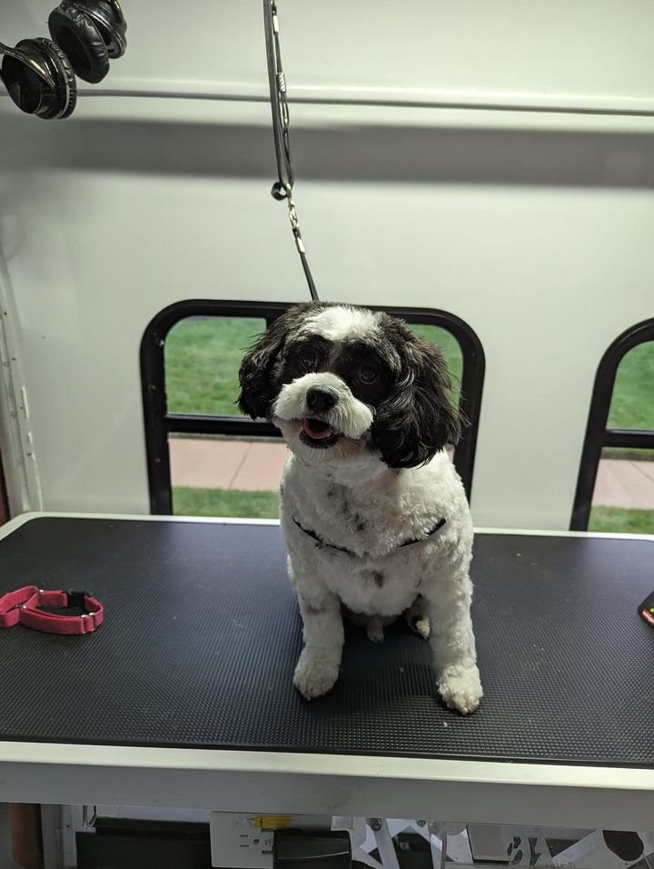 Dog of the Week