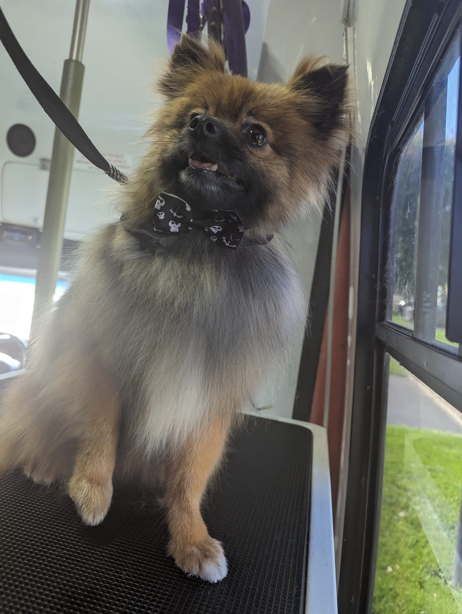 Bear