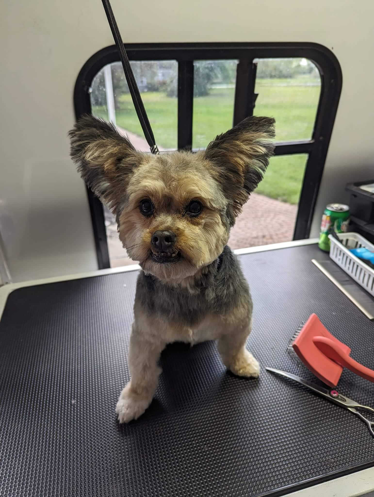 October Grooming Appointments Available