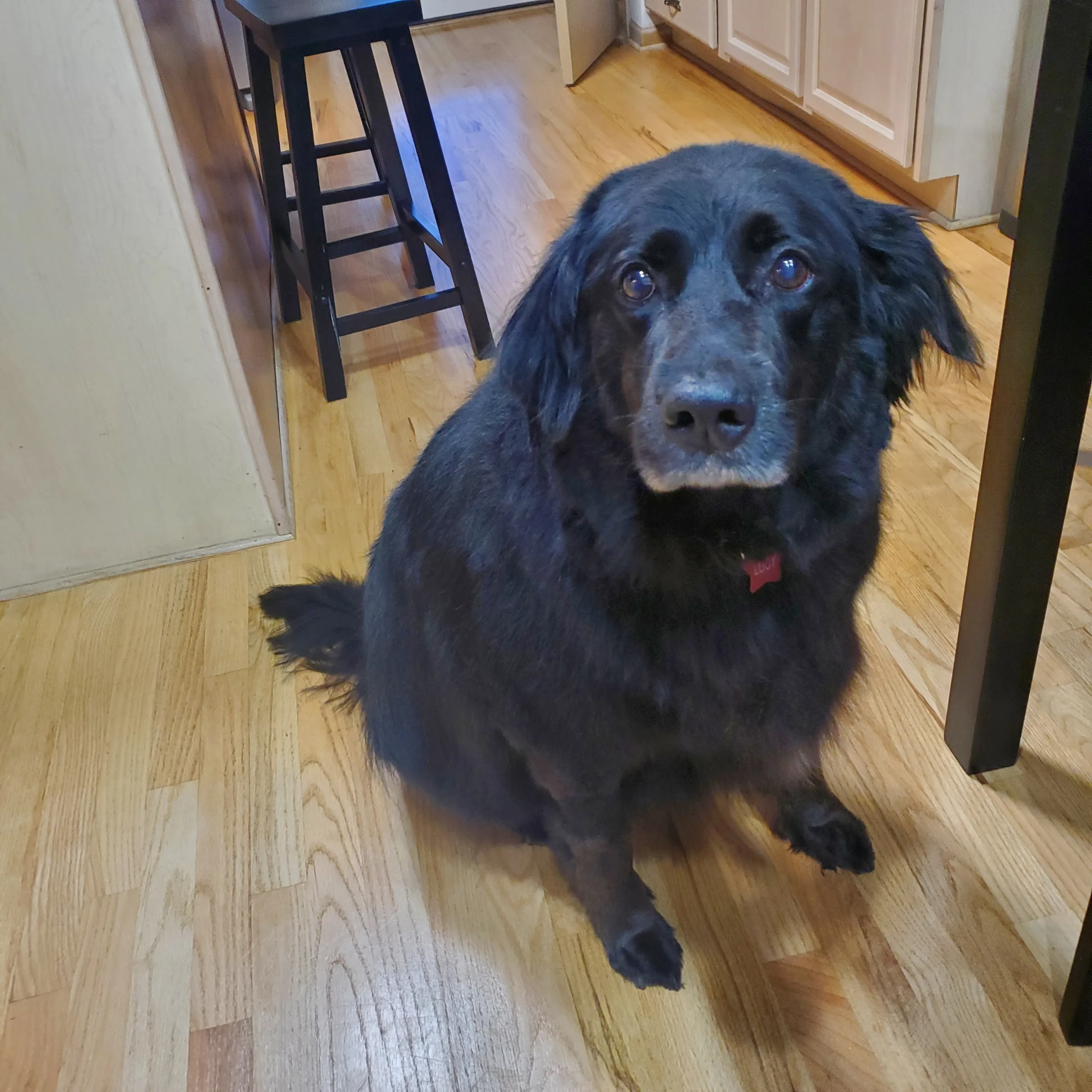 Dogs of the Day 11/06/2023