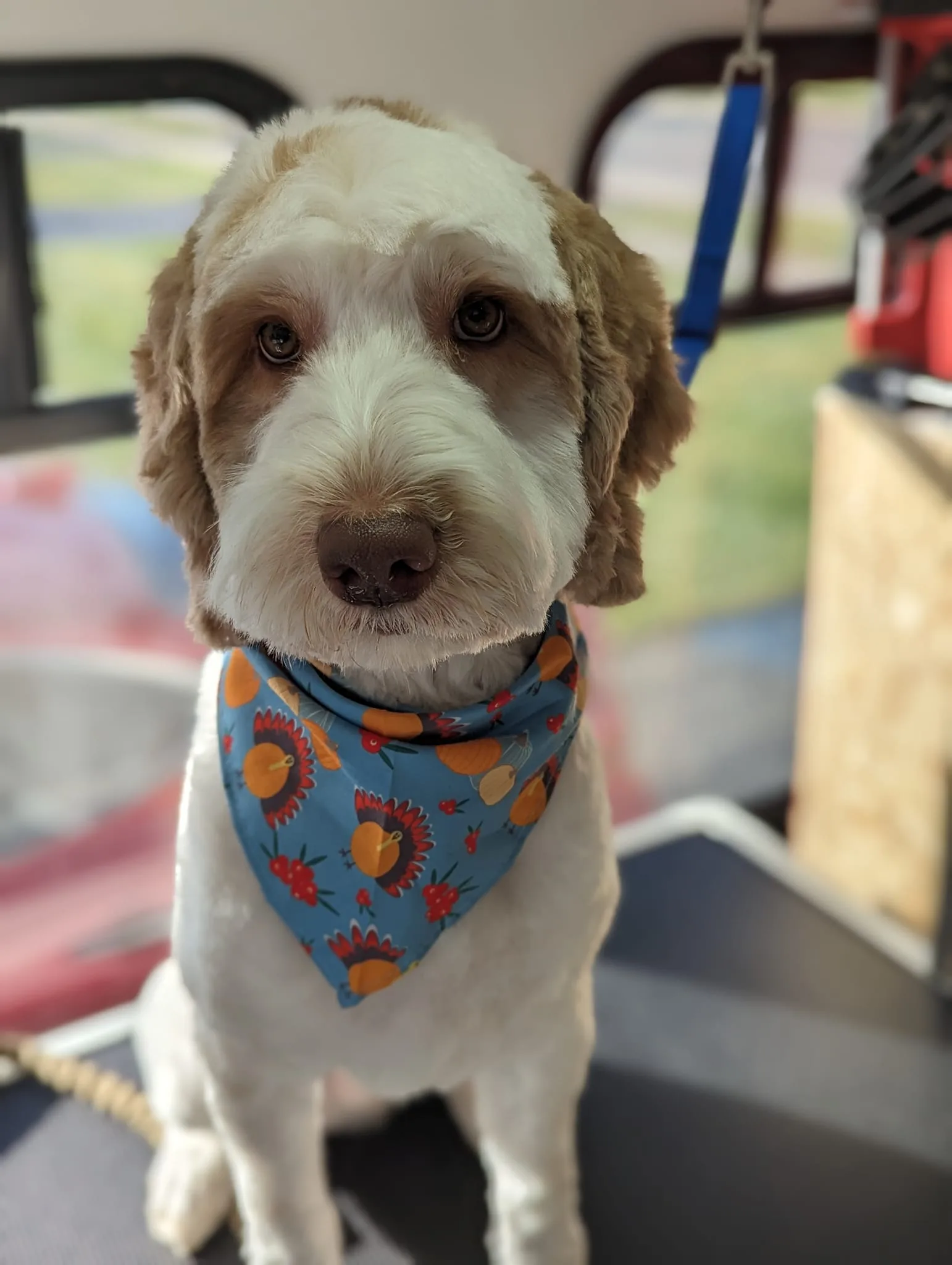 Dogs of the Day