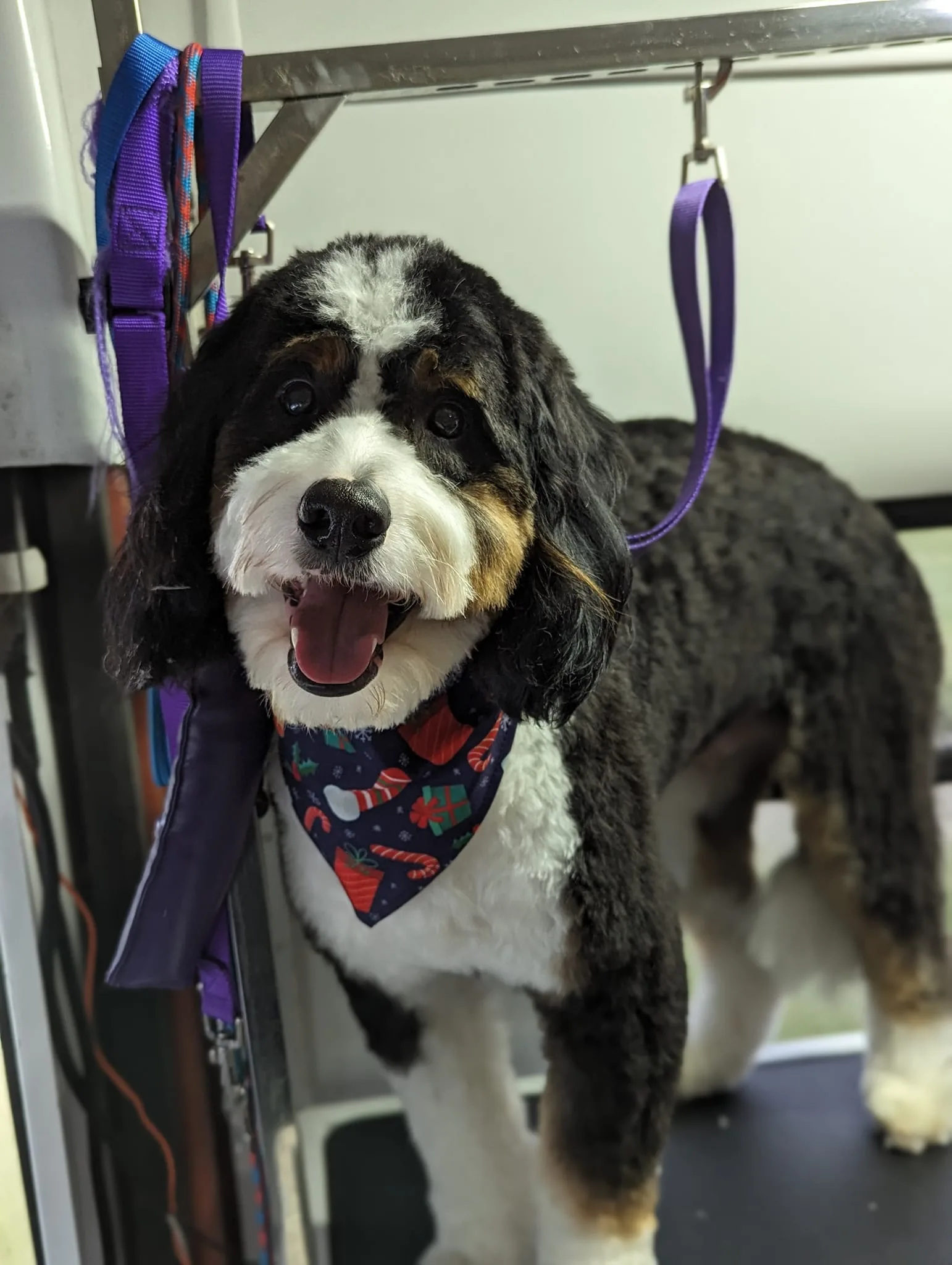 Need a Dog Groom Before Christmas?
