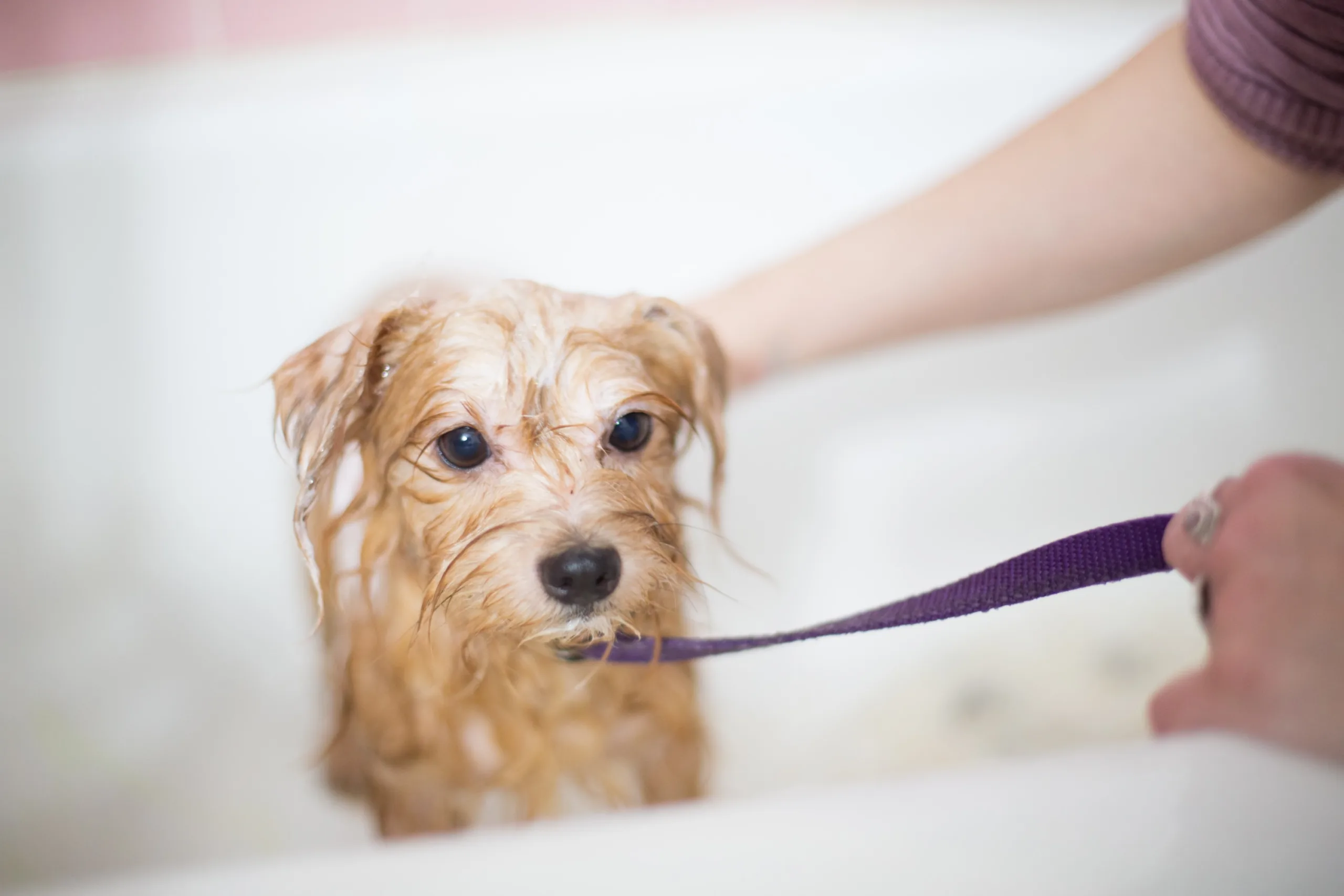 Taking Precautions for Your Dog’s Health and Safety A Guide for Dog Groomers Vroom Grooms, LLC