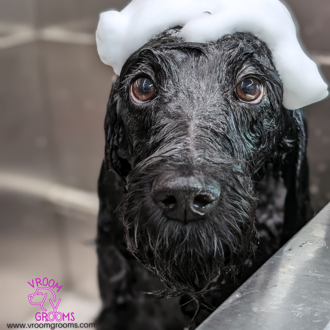 Why you should book Fido’s grooming appointments regularly!