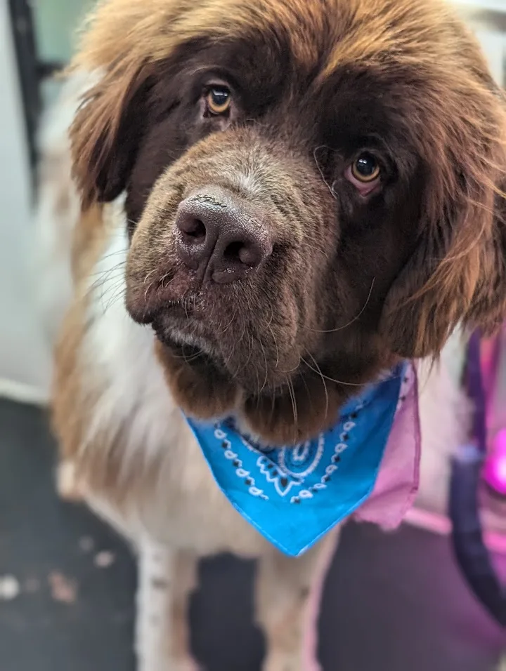 What It Takes to Run a Mobile Dog Grooming Business: A Client’s Perspective