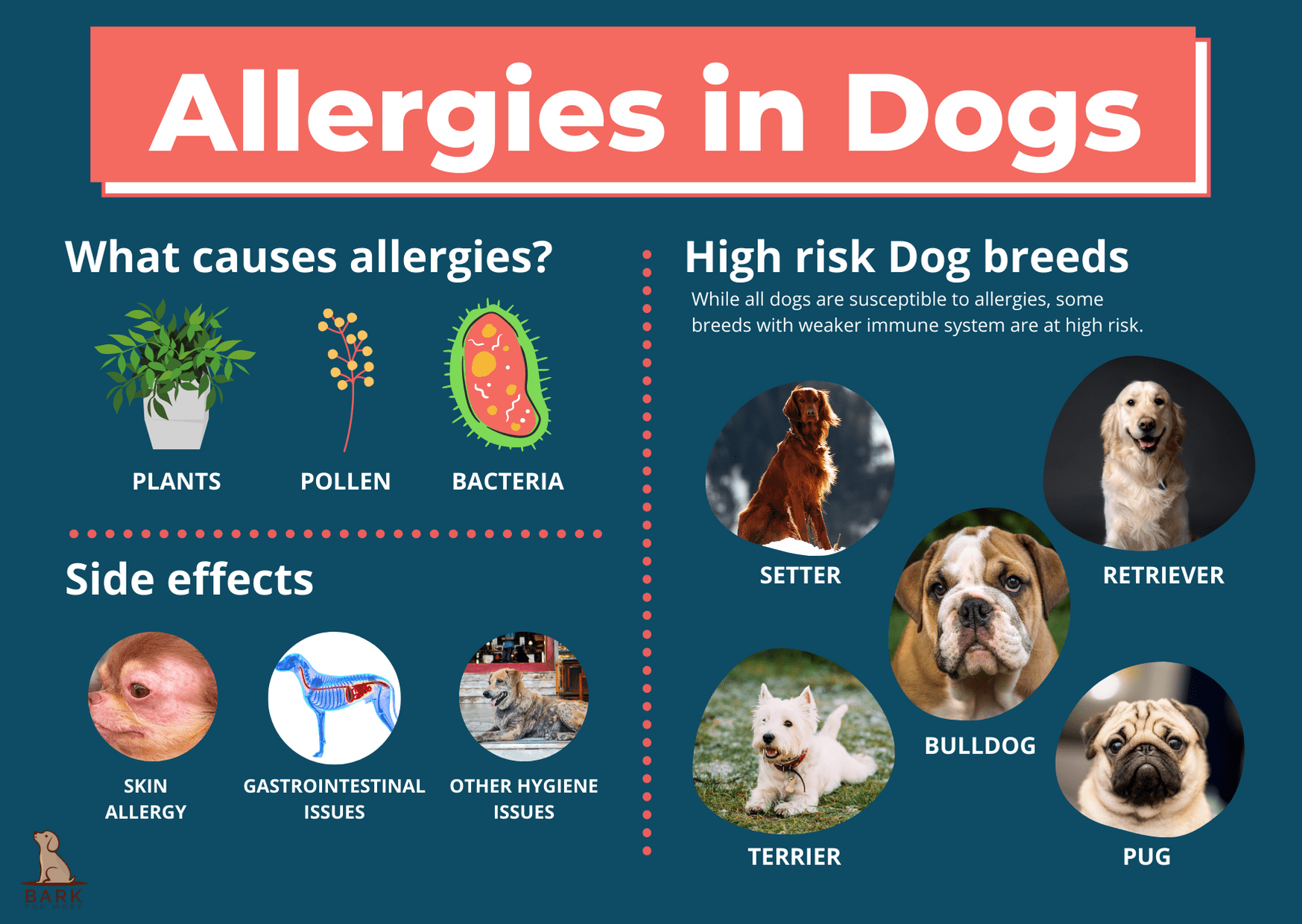 Understanding Dog Allergies Symptoms, Causes, and Treatments Vroom