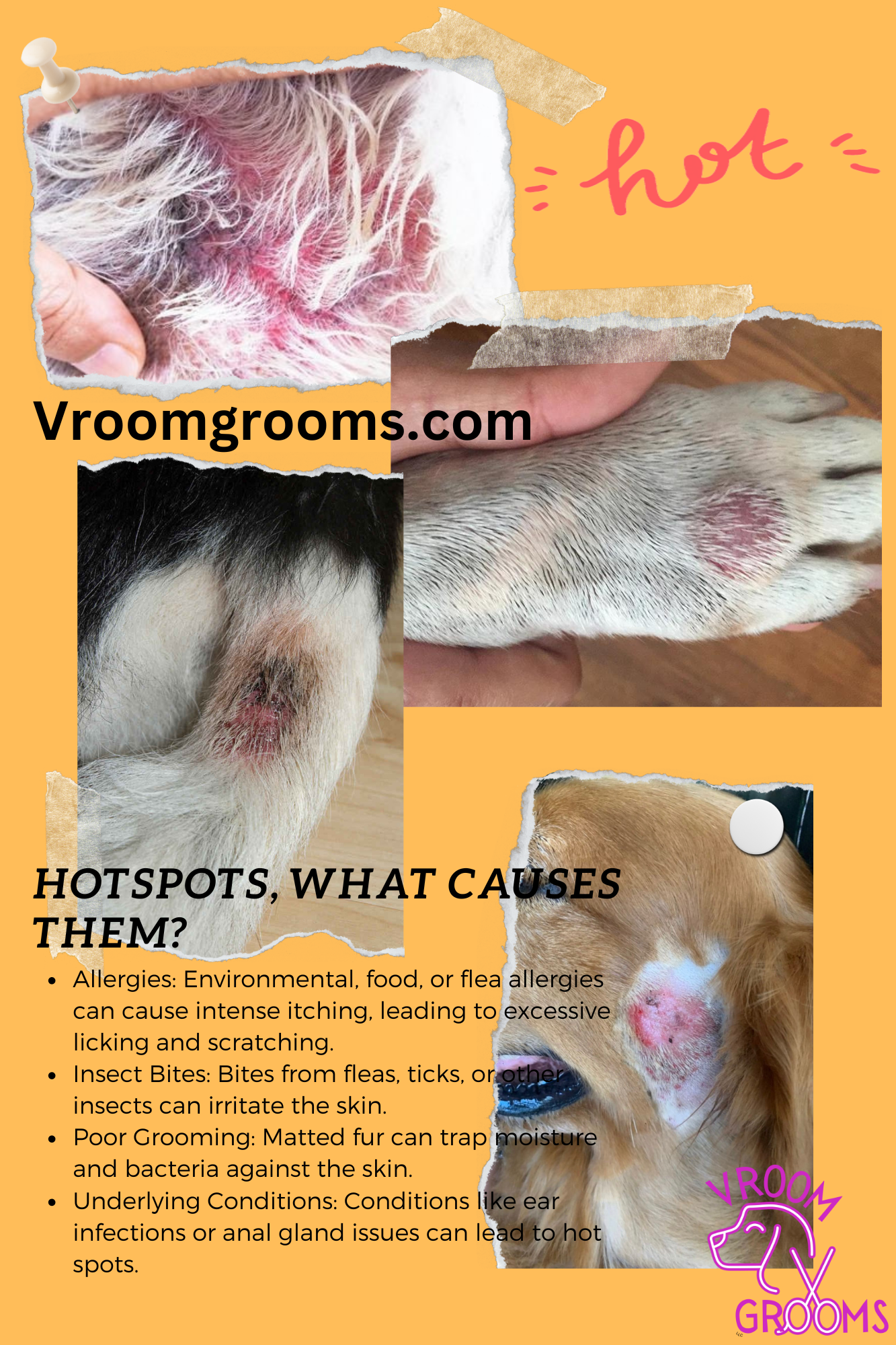 Understanding and Managing Hot Spots on Dogs