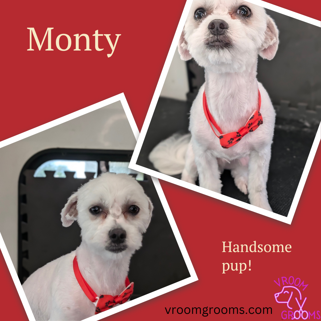 M O N T Y