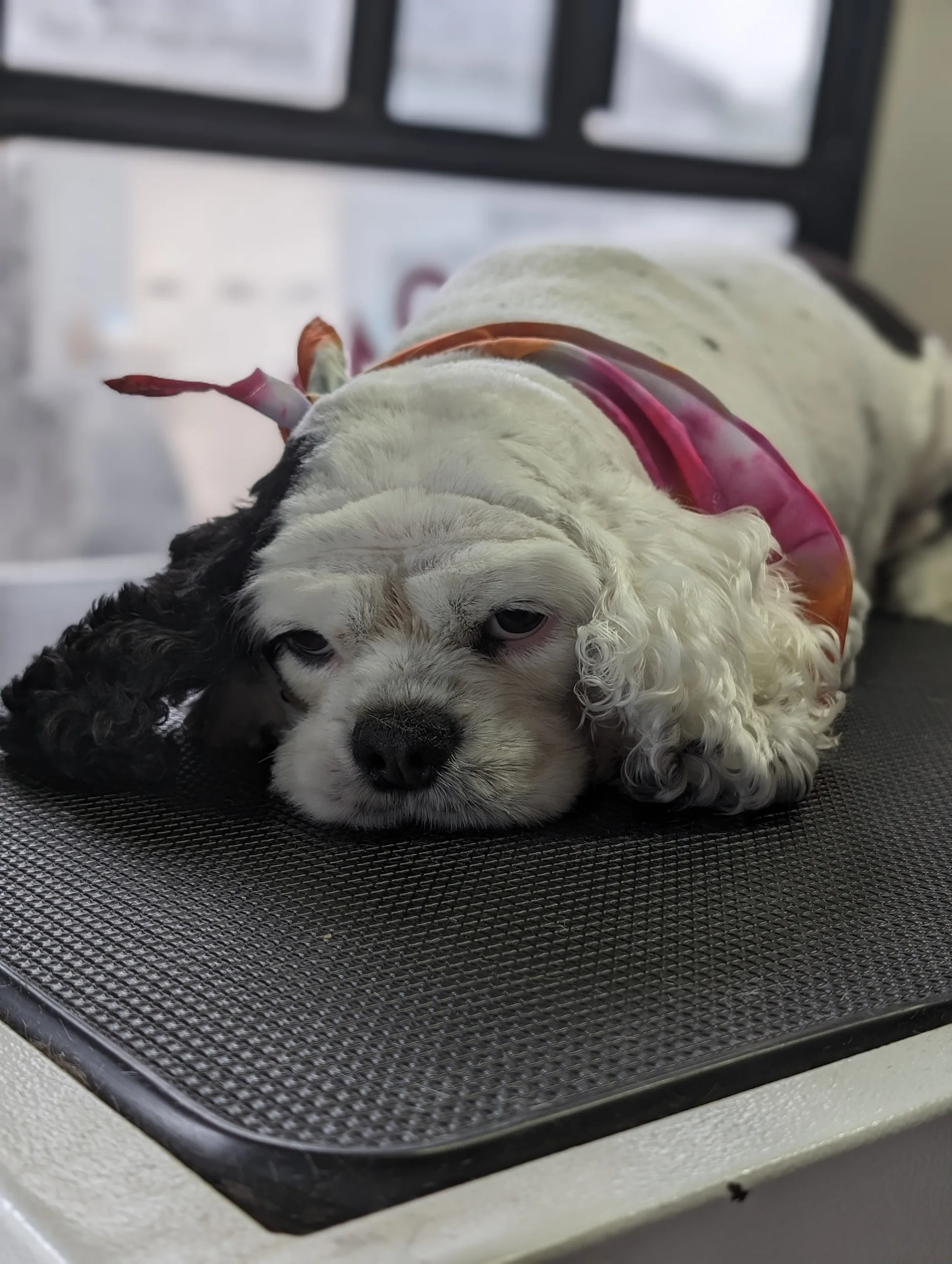 Sleepy Saturday