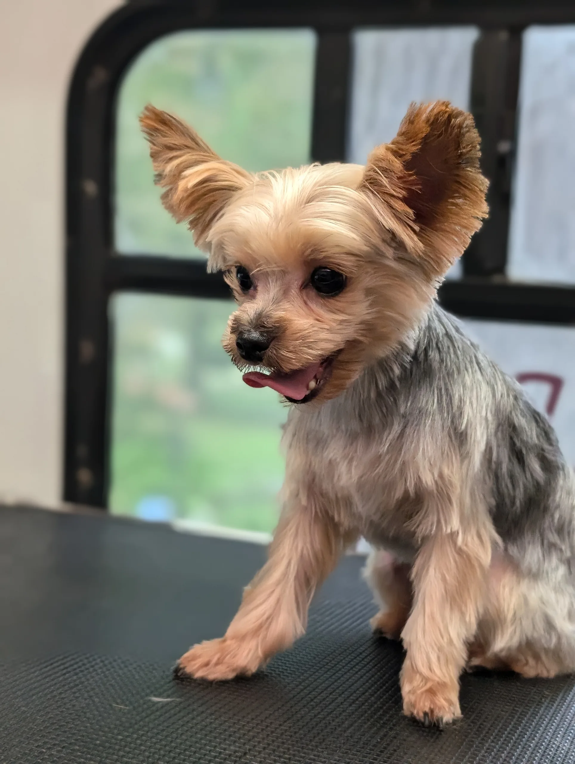 🐾 Discover the Beautiful Variations of Yorkie Coats! 🐾