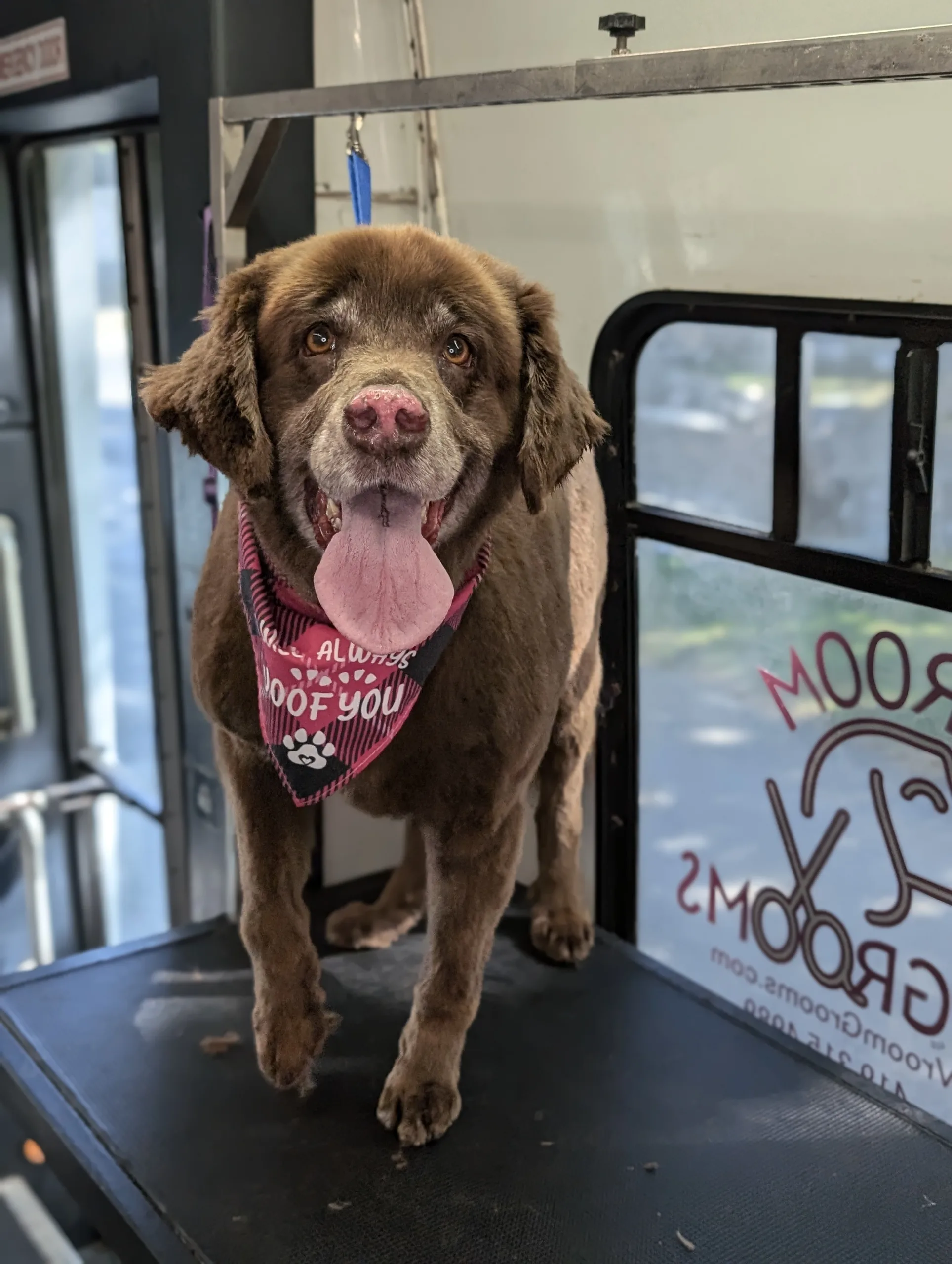 Ruby the Newfoundland mix