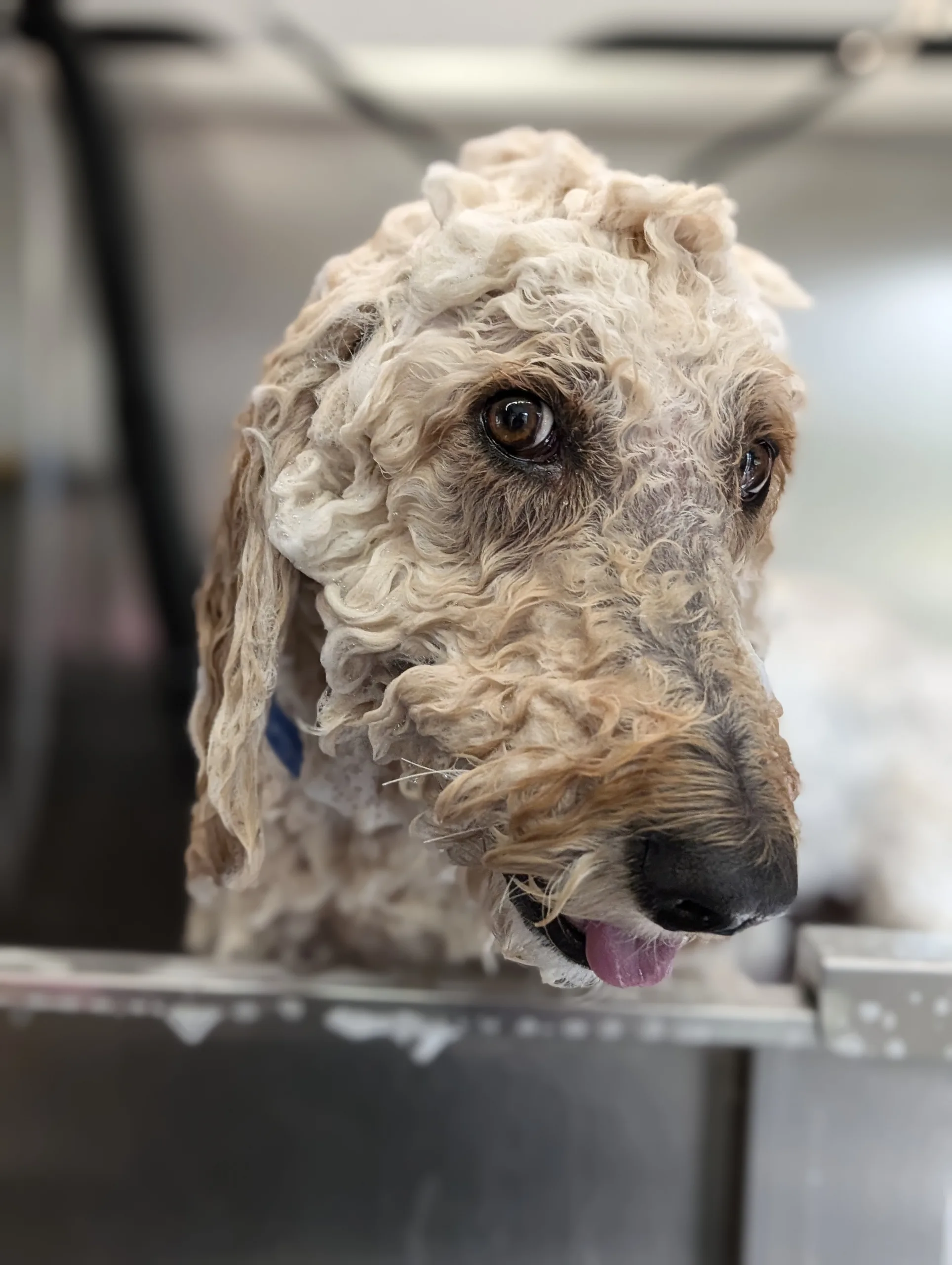🐾 Treat Your Pup to a Luxurious Doggy Spa Day! 🐾