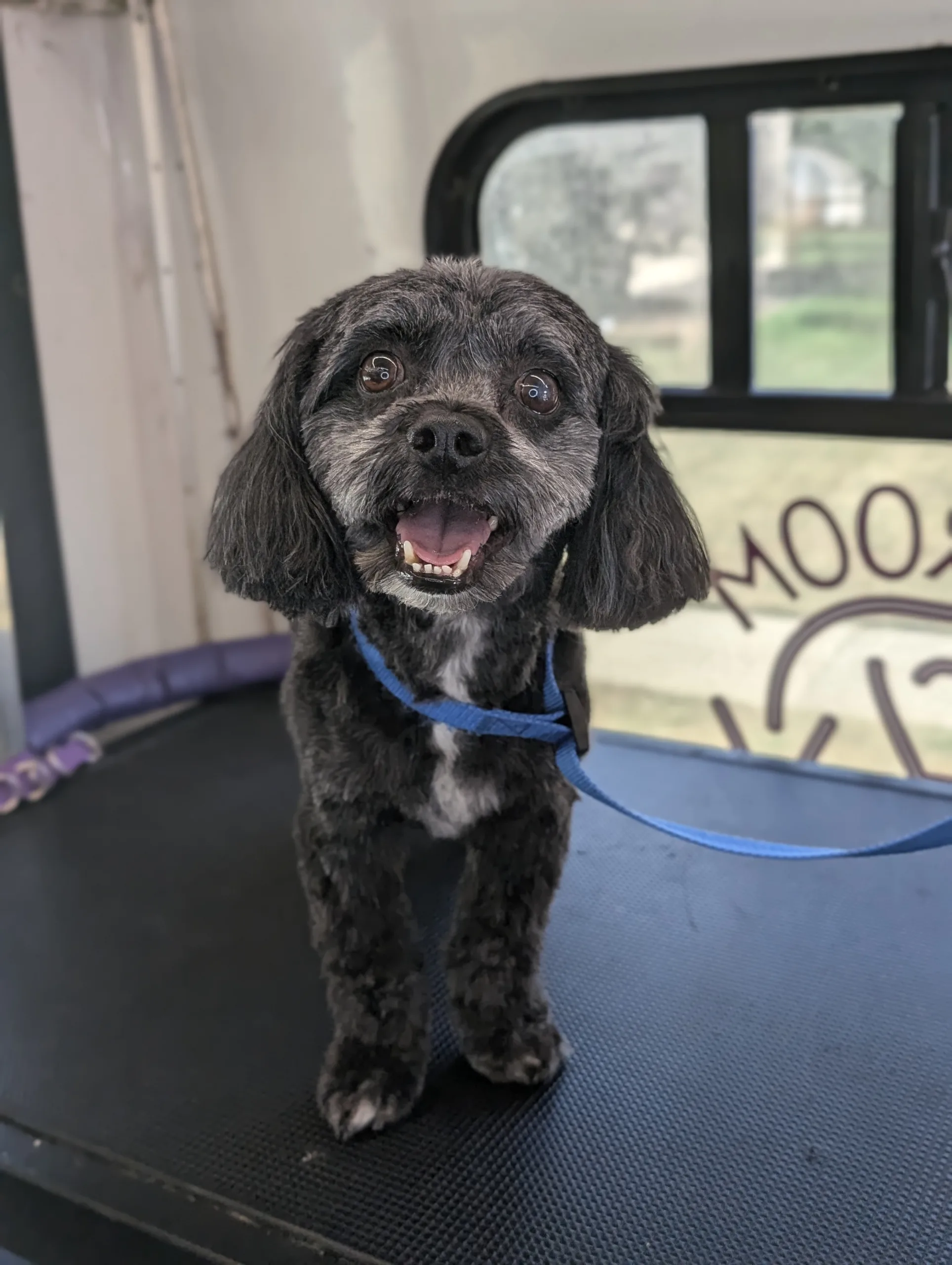 A happy, black, curly-coated dog stands on a grooming table, wearing a blue harness.