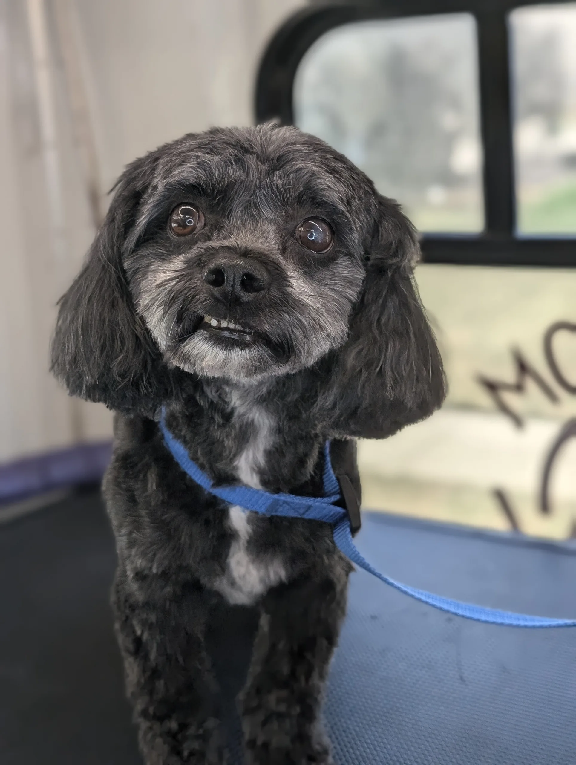 A small black dog with a blue collar sits on a grooming table, ready for a grooming session.