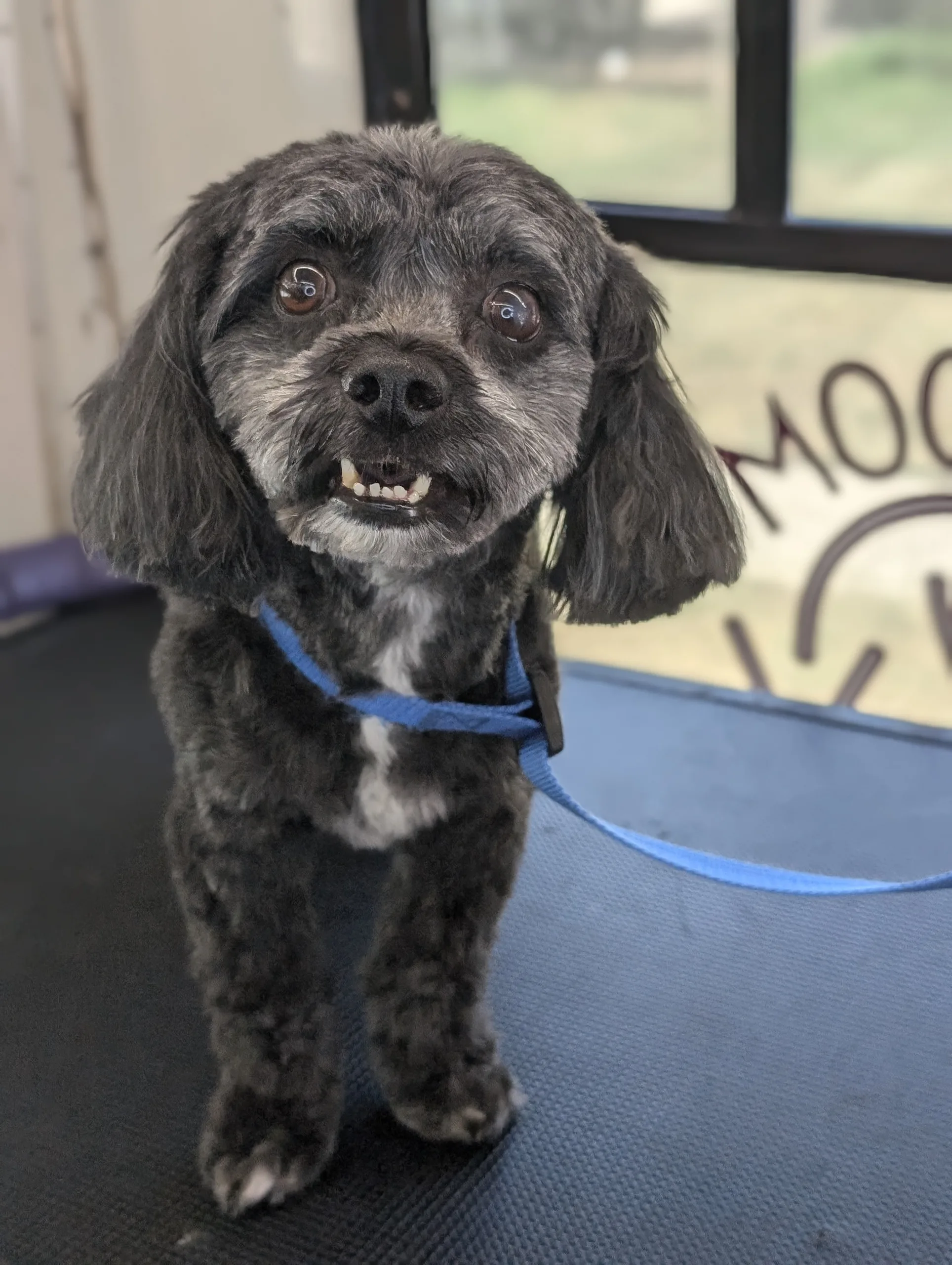 Small, fluffy black dog on grooming table with blue leash, smiling.