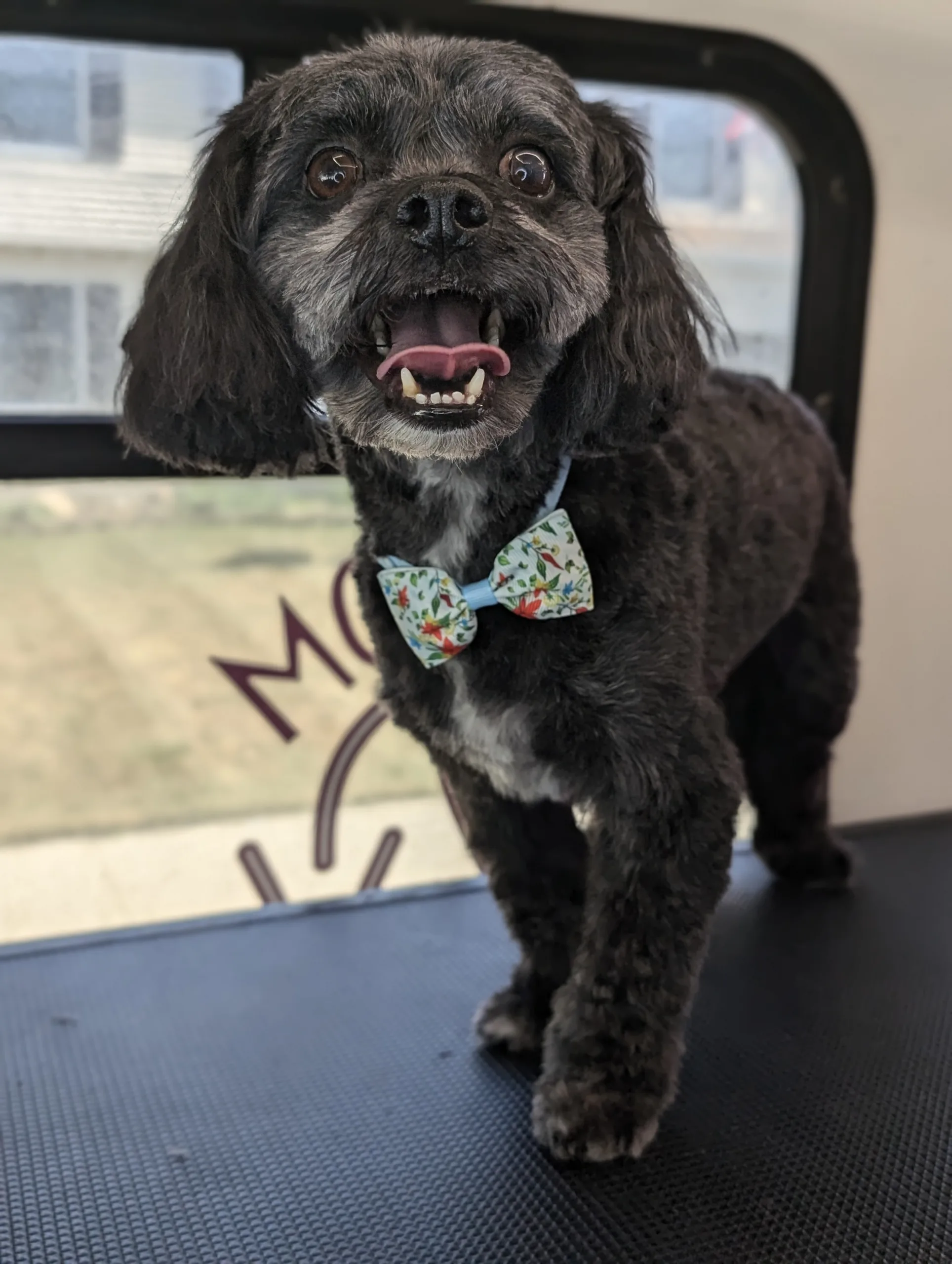 A small, fluffy black dog wearing a floral bow tie stands on a grooming table, looking alert.