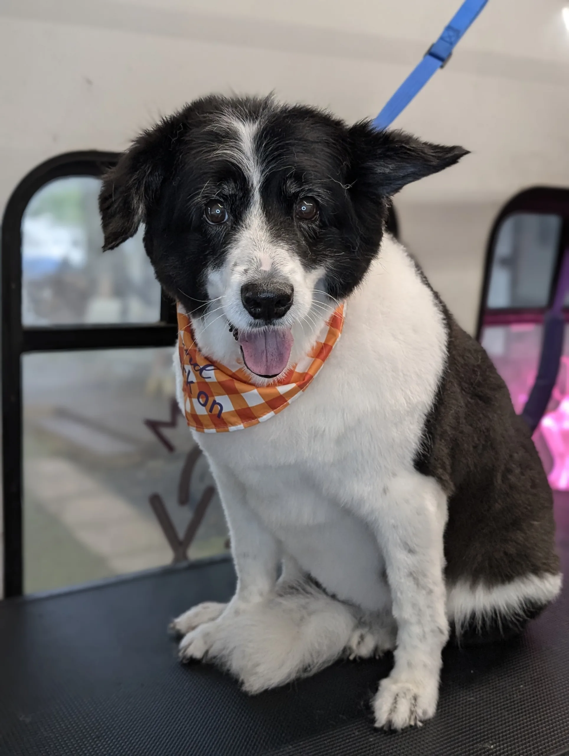 Facts about Border Collies: