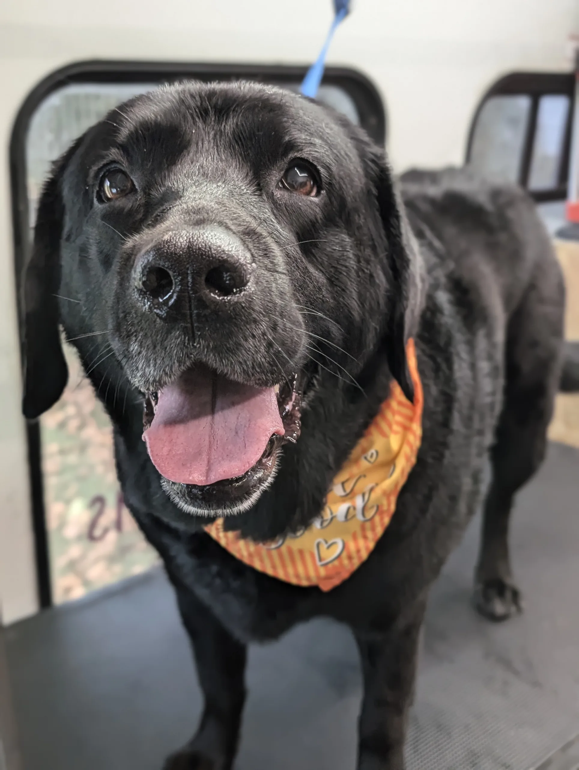 A happy black Labrador Retriever wearing an orange bandana stands in a grooming salon.
