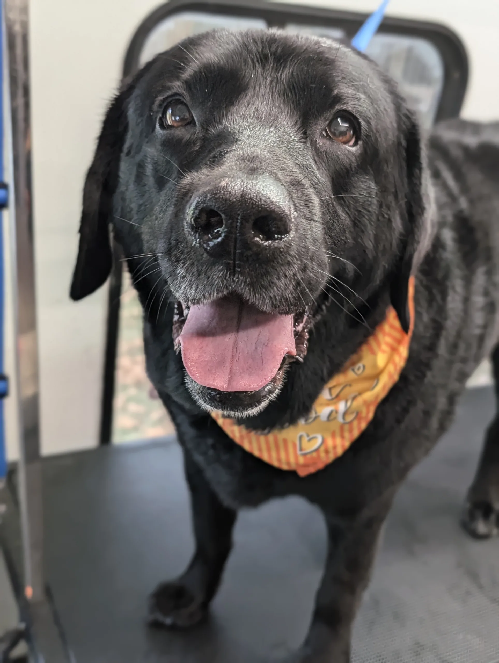 A happy black Labrador Retriever wearing an orange bandana stands on a grooming table.