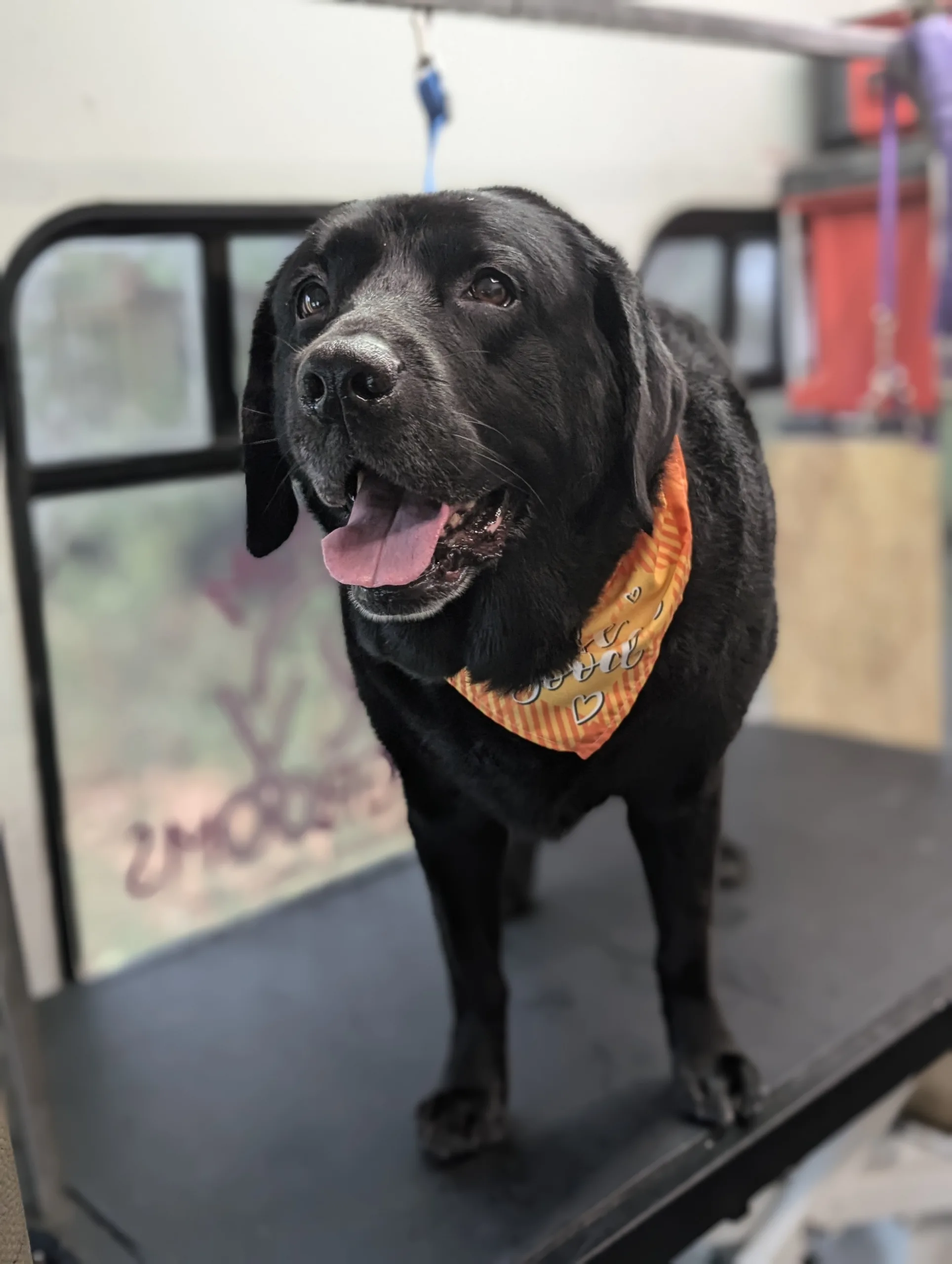 Black Labrador wearing a bandana stands on a grooming table, tongue out, in a grooming salon.