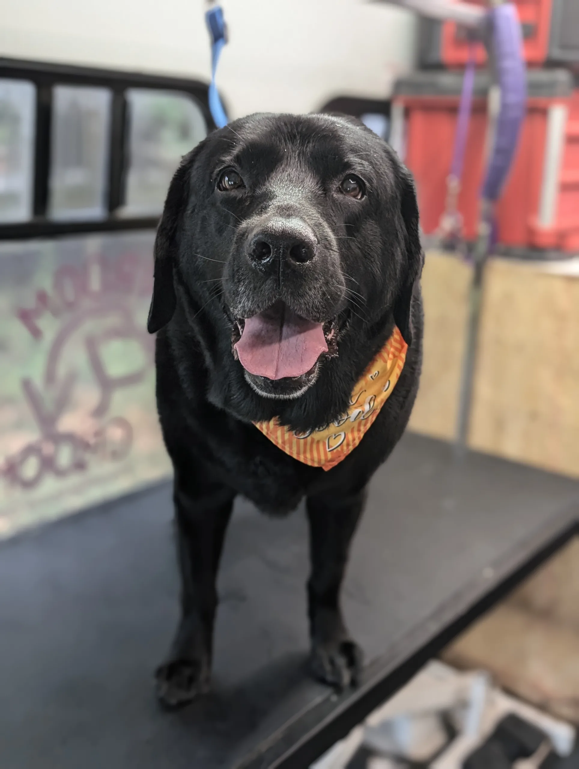 A black Labrador Retriever wearing an orange bandana stands on a grooming table, tongue out, with grooming tools visible in the background.