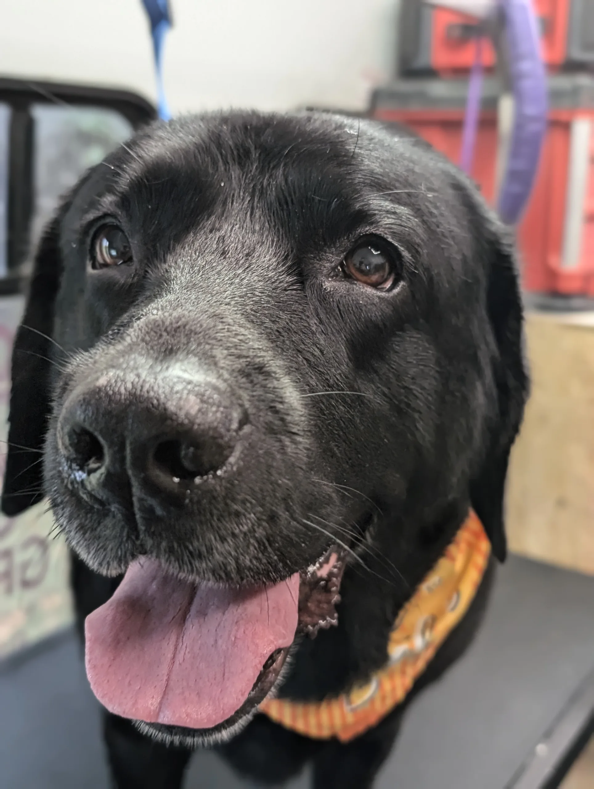 Black Labrador Retriever with a happy expression, wearing an orange collar, in a grooming setting with grooming tools visible.