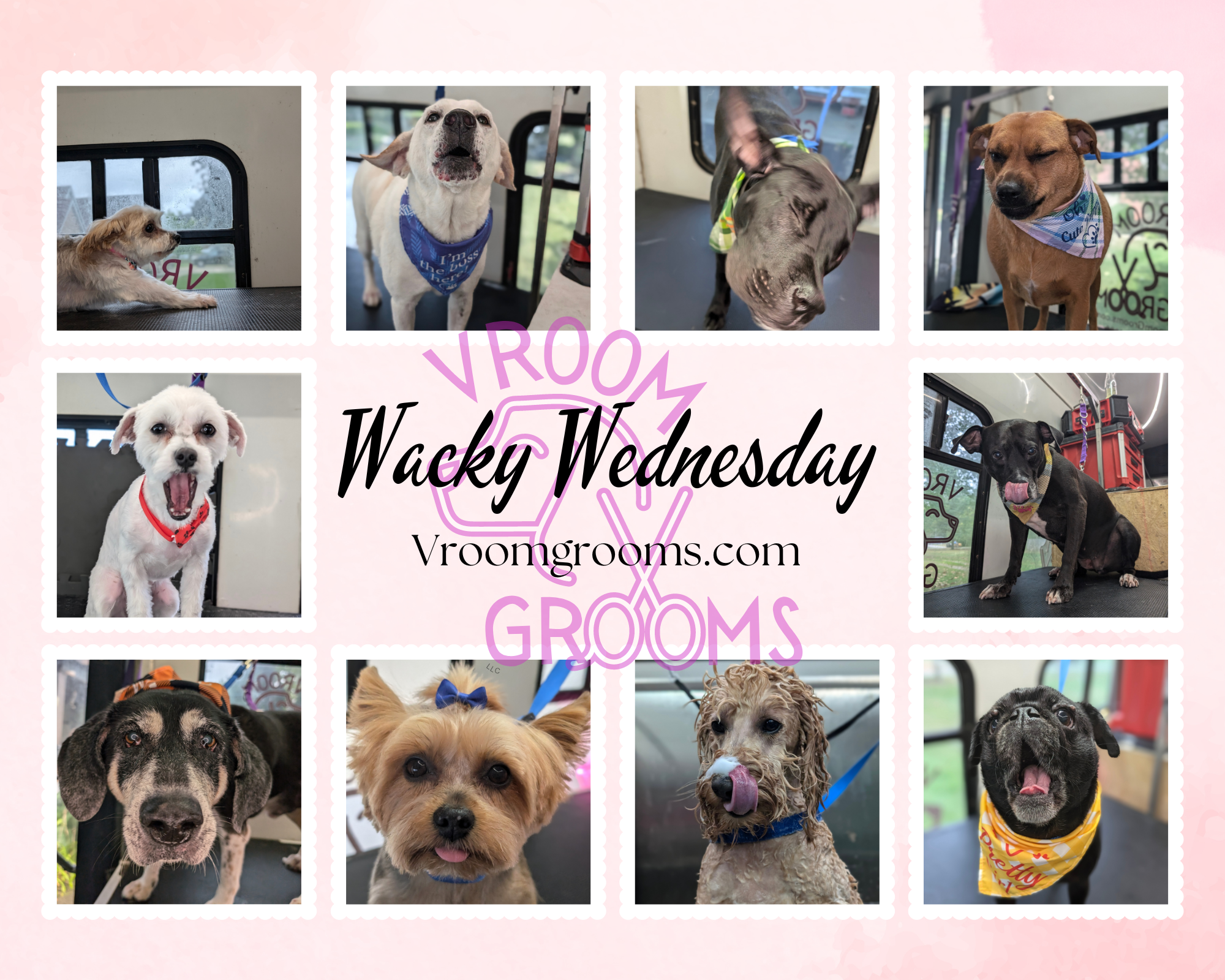 🐾 Wacky Wednesday Fun! 🐾