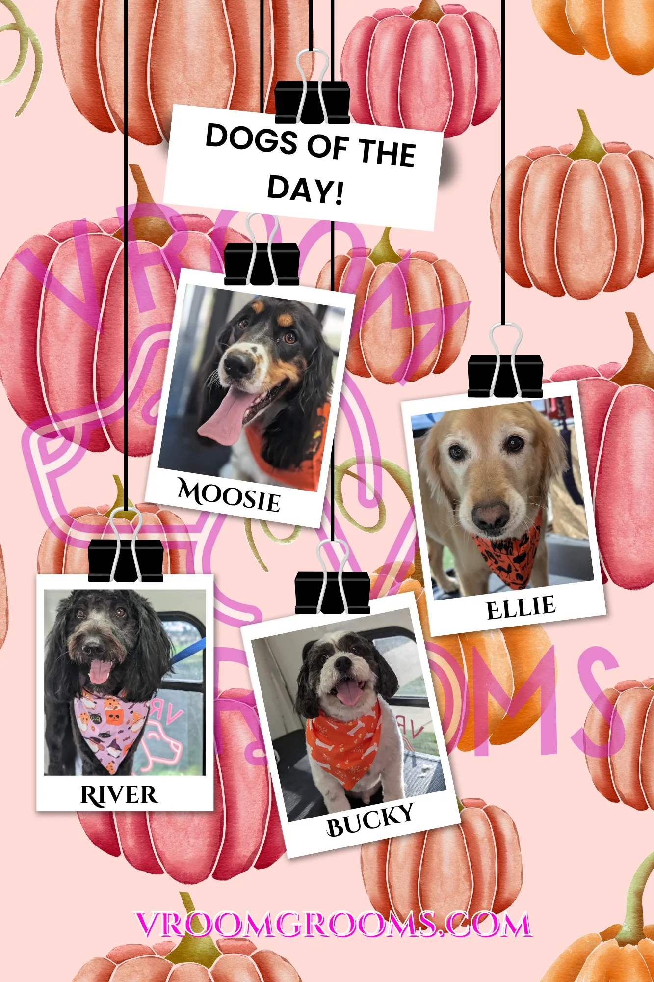 Dogs of the day!🐾🩷