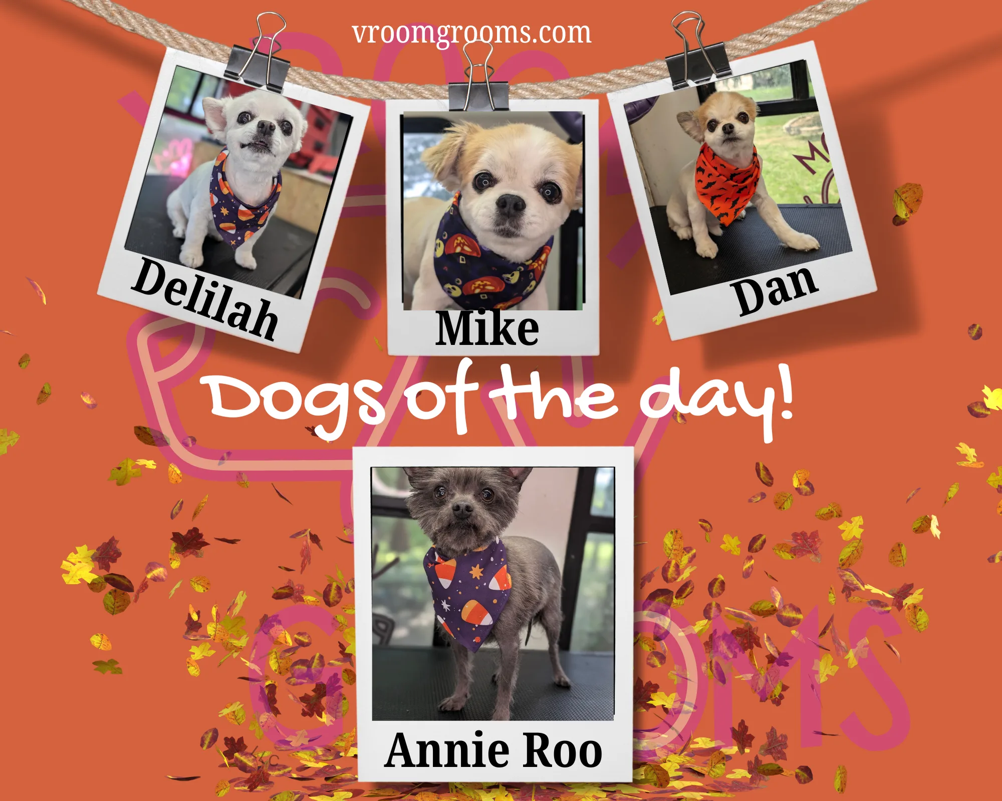Dogs of the day!🩷🐾