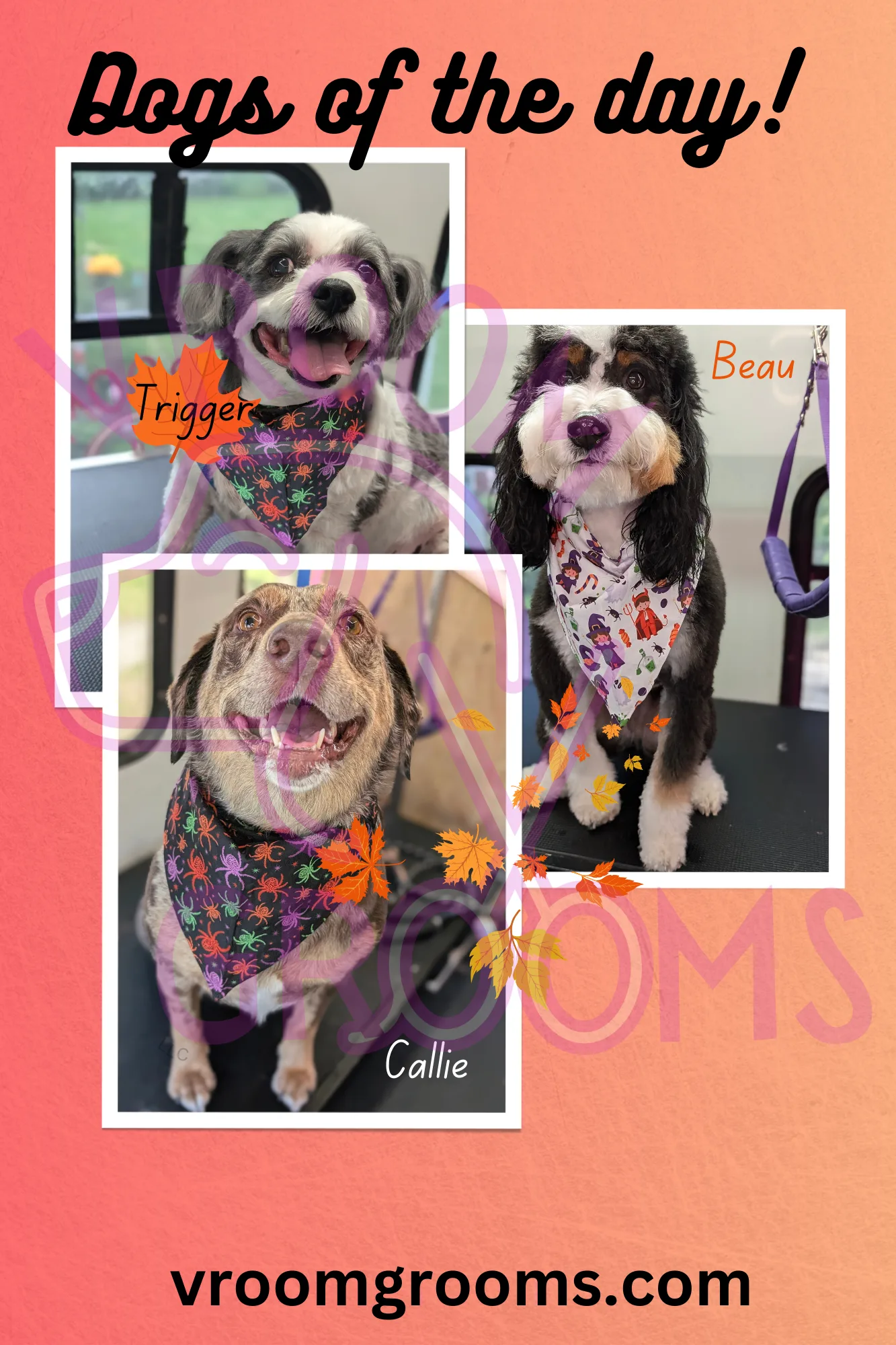 Dogs of the day!🐾🩷