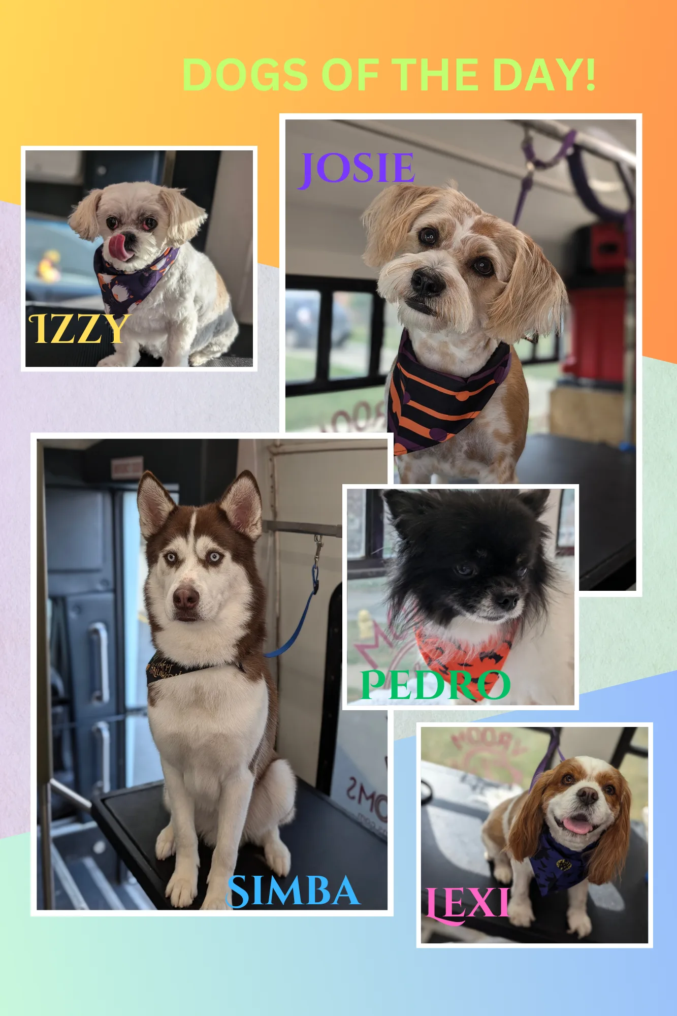Dogs of the day!🐾🩷