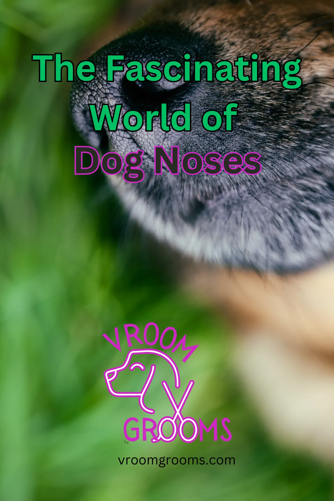 The Fascinating World of Dog Noses