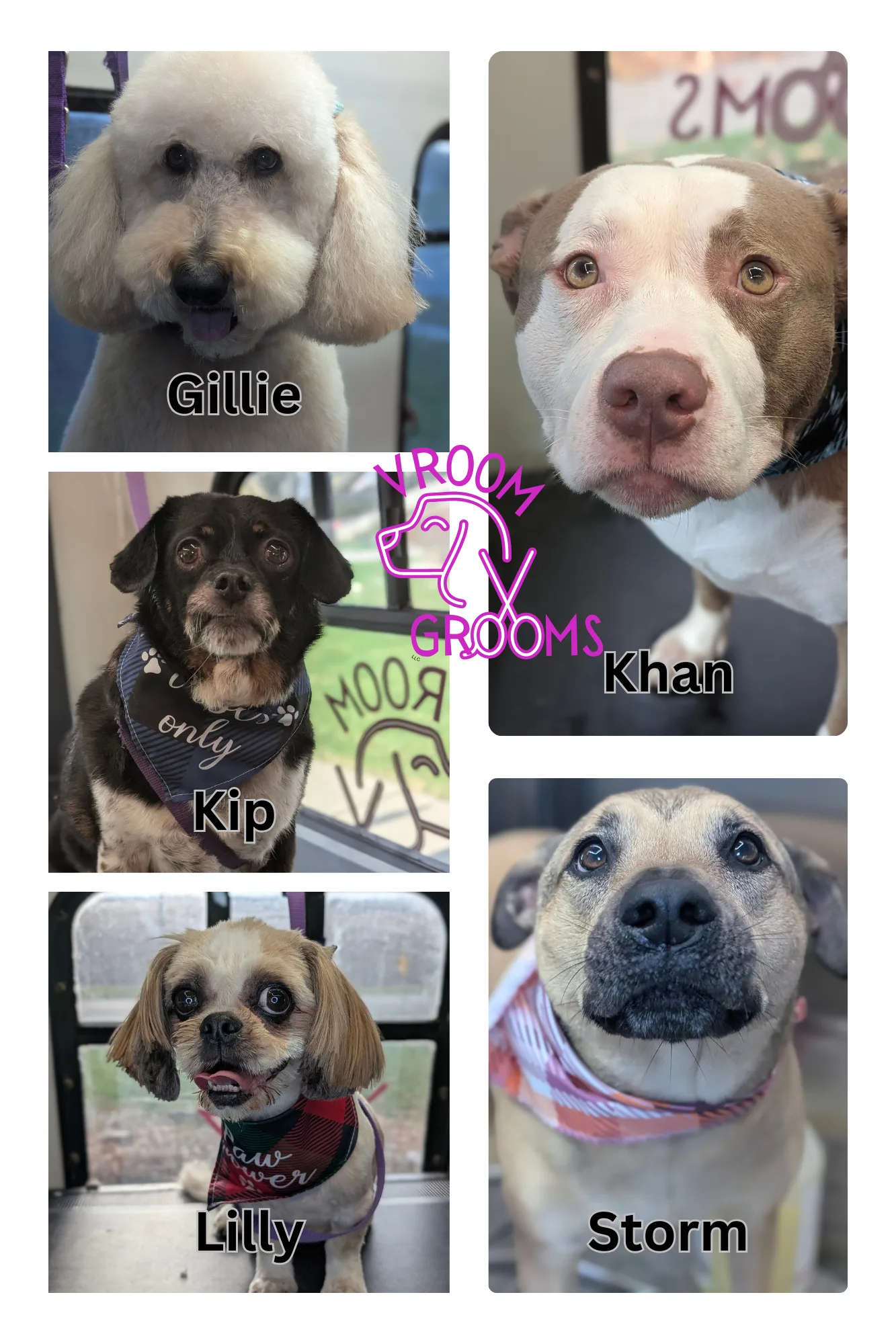 Dogs of the day! 11/26/2024🩷🐾🍂