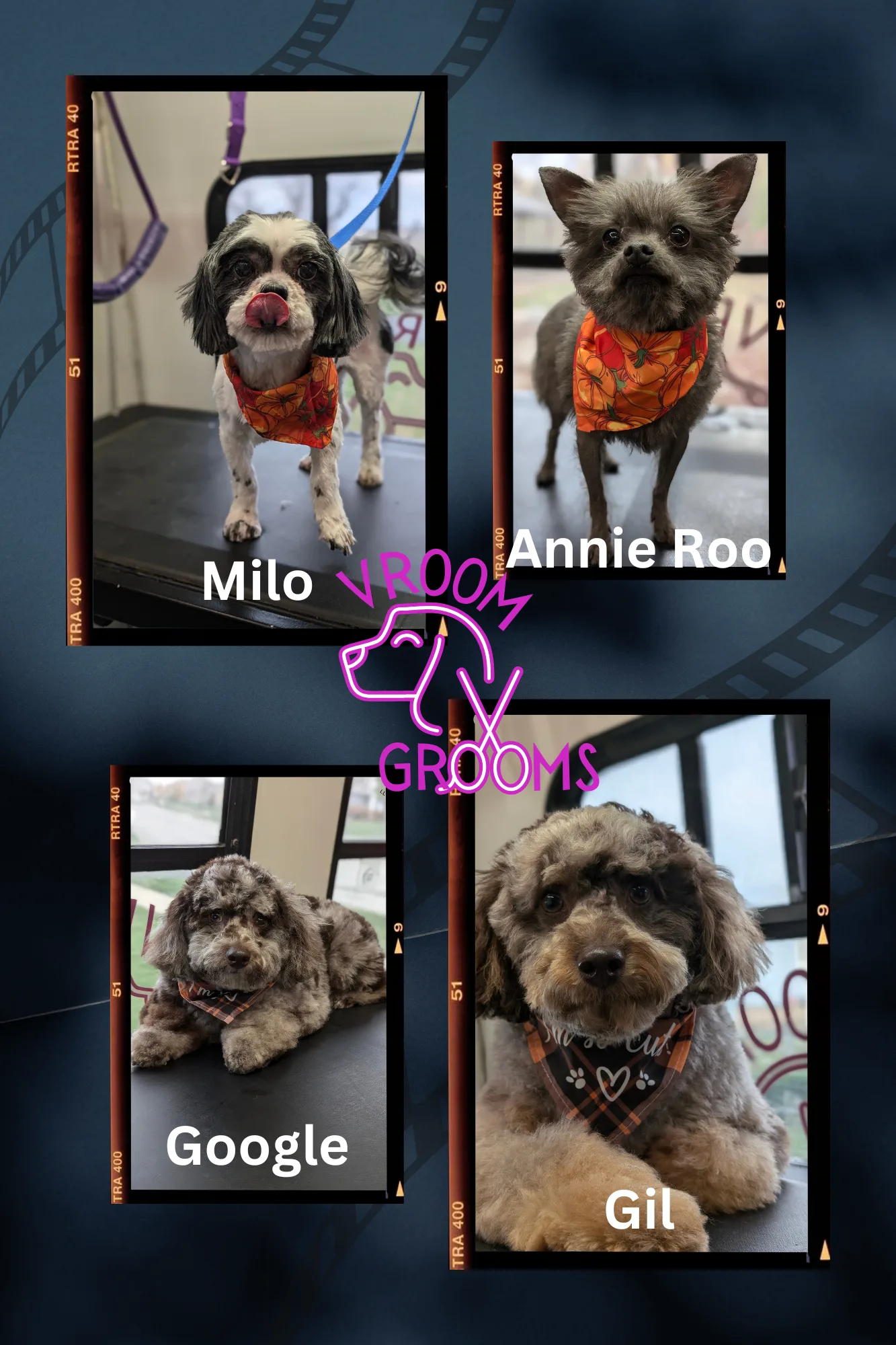 Dogs of the day!🍂🩷🐾