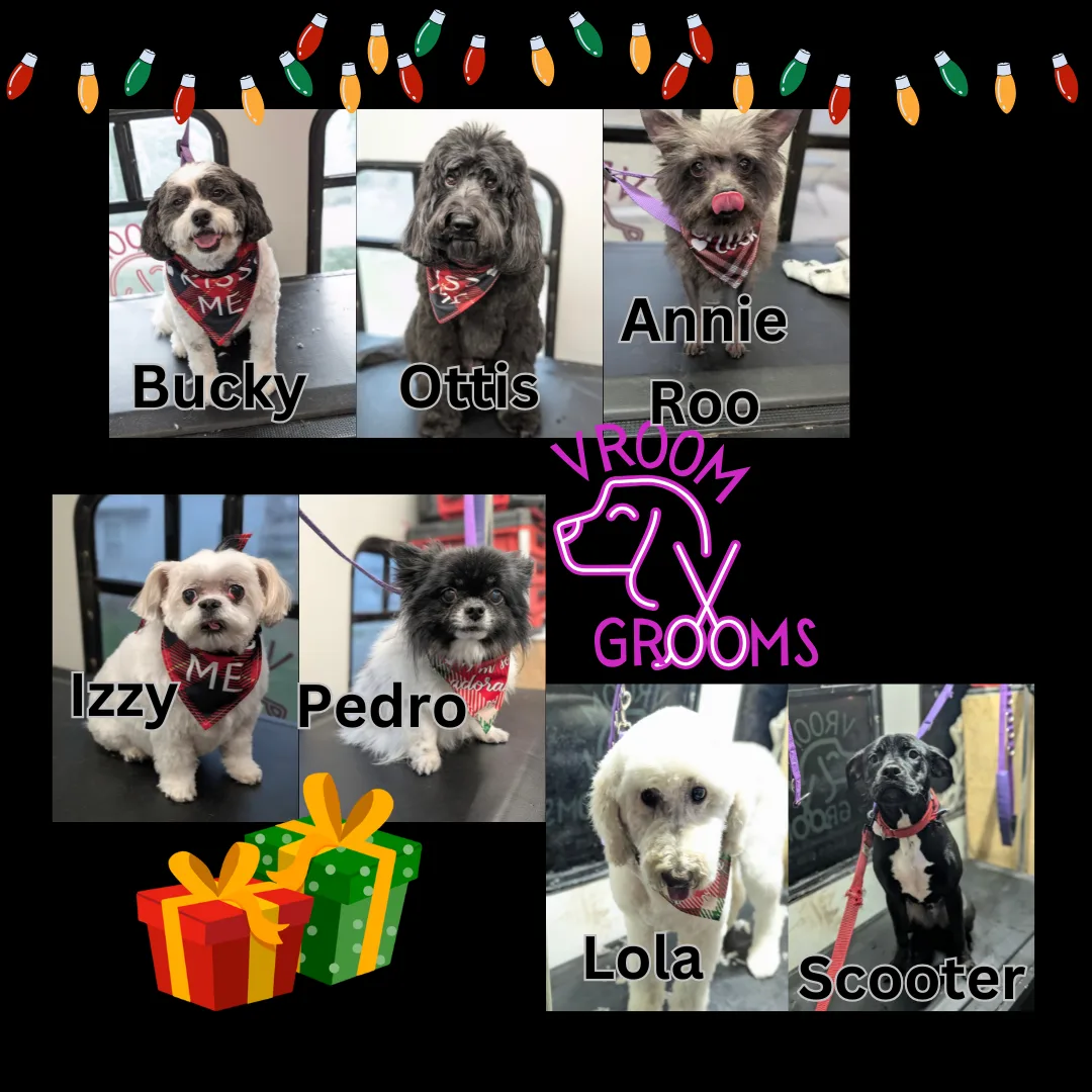 Dogs of the day!🎄🐾🩷