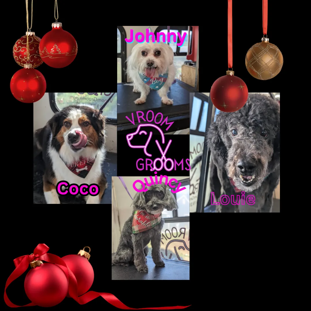 Dogs of the day!🎄🩷🐾12/6/2024