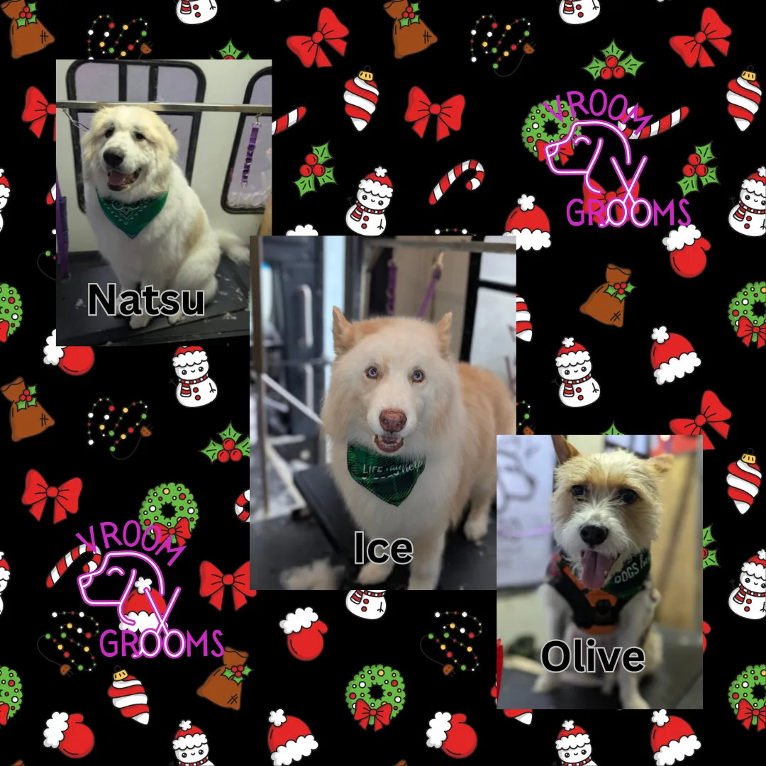 Dogs of the day! 🐾🩷🎄12/3/2024