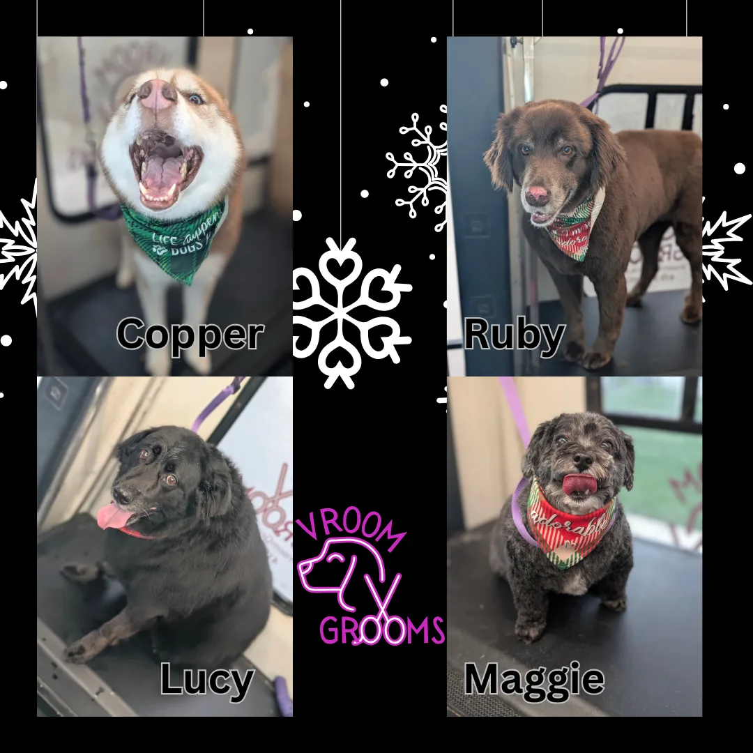 Dogs of the day!🎄🩷🐾12/4/2024